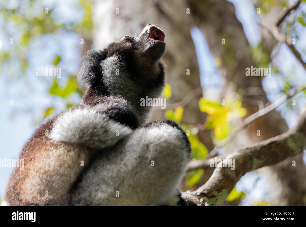 Urlando lemure Indri Indri (Indri Indri), Analamazaotra speciale riserva Andasibe, zona centrale Foto Stock