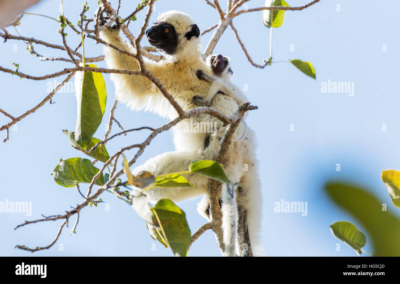 La Verreaux sifaka (Propithecus verreauxi), Tsingy du Bemaraha National Park, l'area occidentale Foto Stock