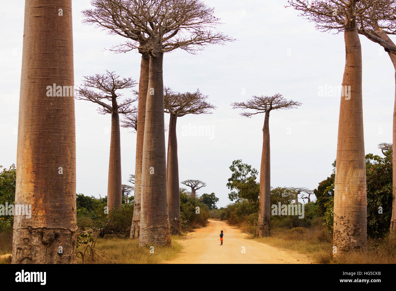 Allee de Baobab (Adansonia), area occidentale Foto Stock