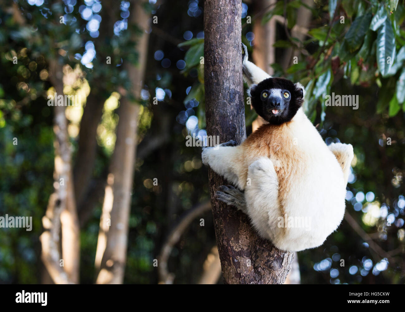 Coronata di Verreaux Sifaka (Propithecus verreauxi coronatus), Nosy Iranja l area settentrionale Foto Stock