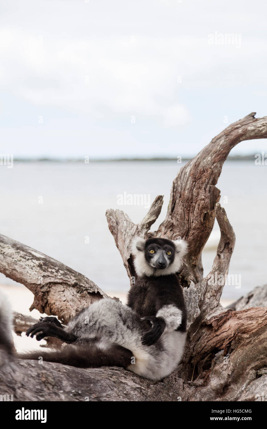 In bianco e nero lemure ruffed (Varecia variegata), il lago Ampitabe, Pangalanes laghi, Tamatave Foto Stock