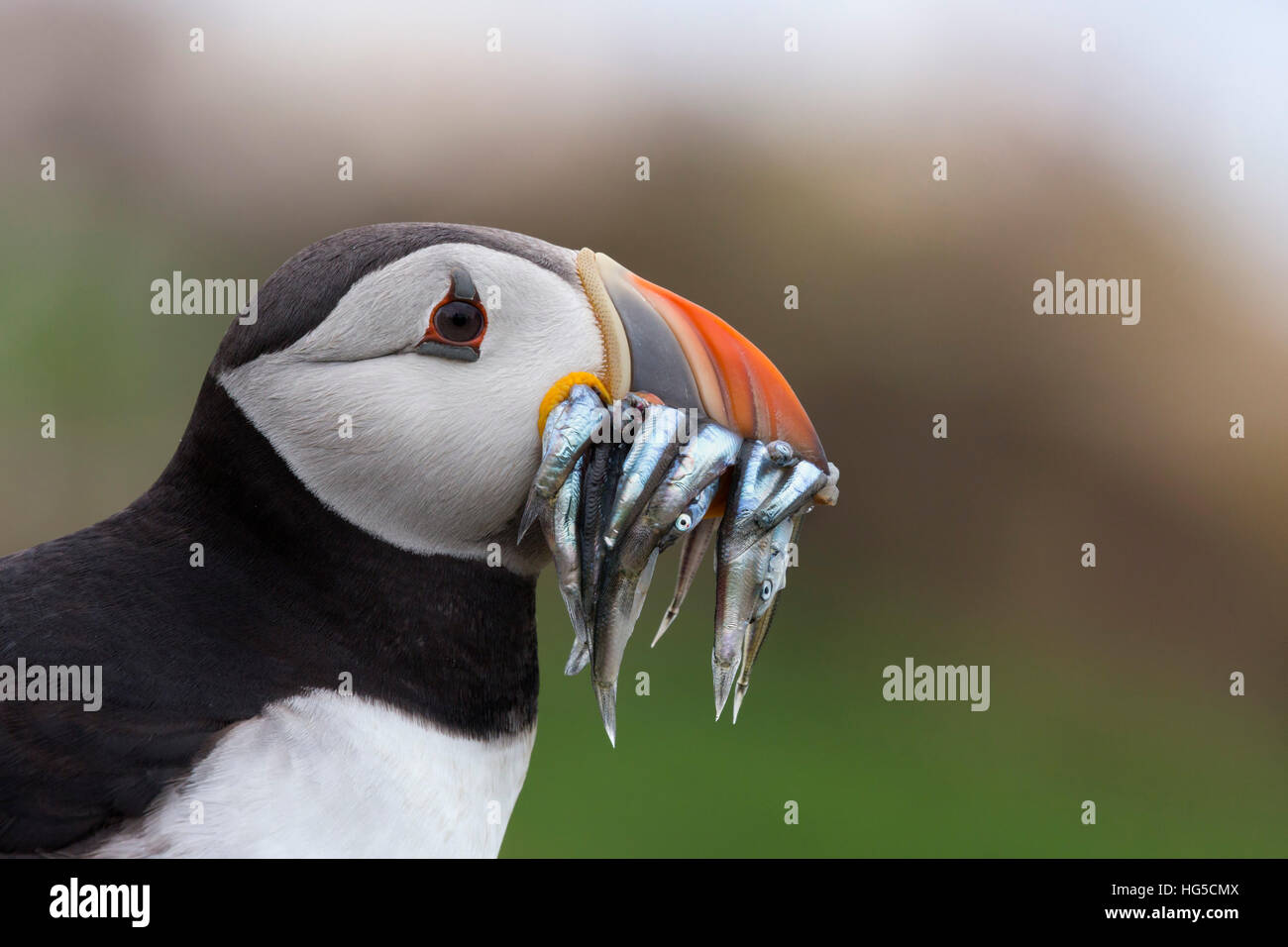 Puffin (Fratercula arctica) con il cicerello, farne Islands, Northumberland, England, Regno Unito Foto Stock