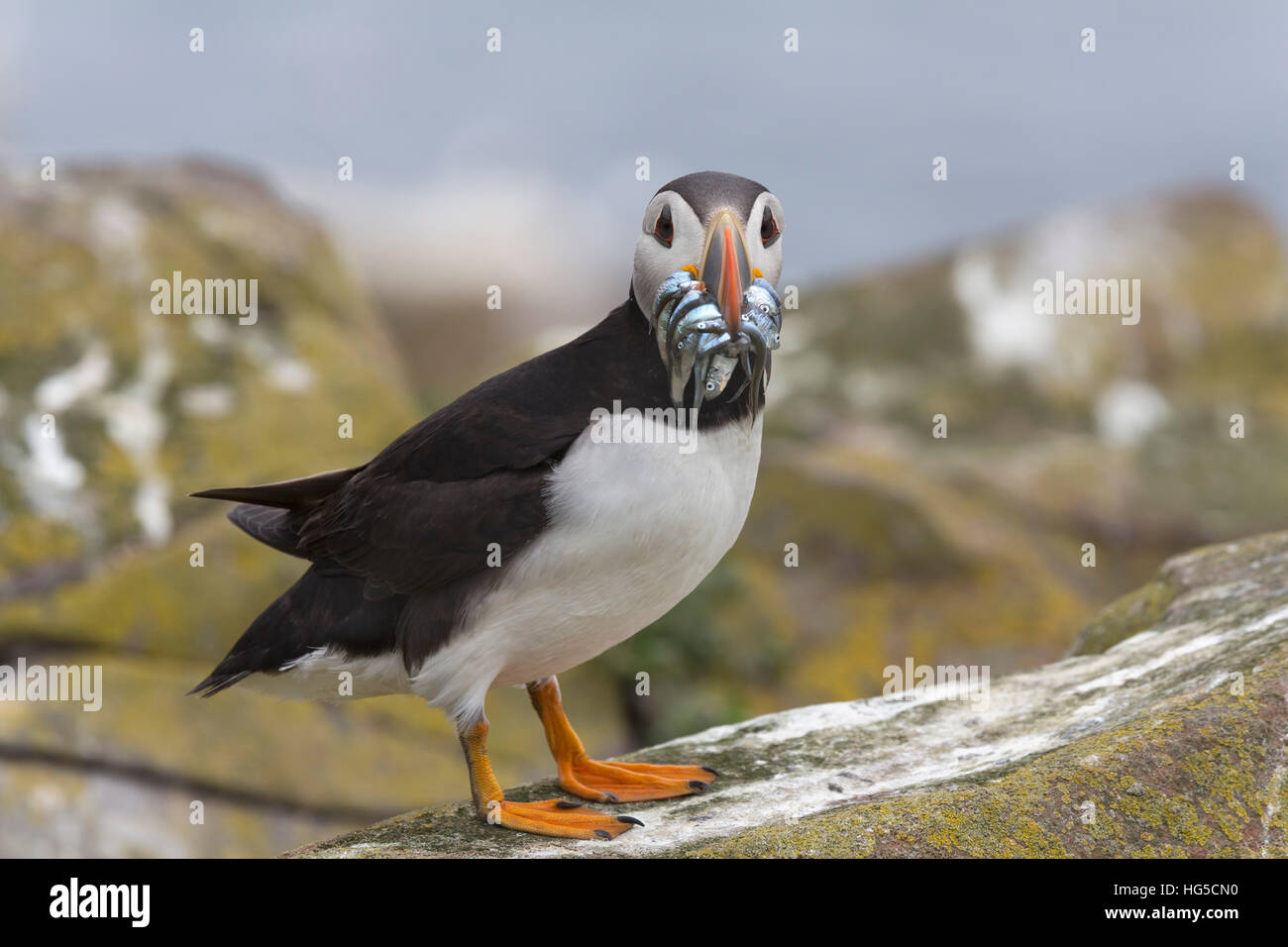 Puffin (Fratercula arctica) con il cicerello, farne Islands, Northumberland, England, Regno Unito Foto Stock