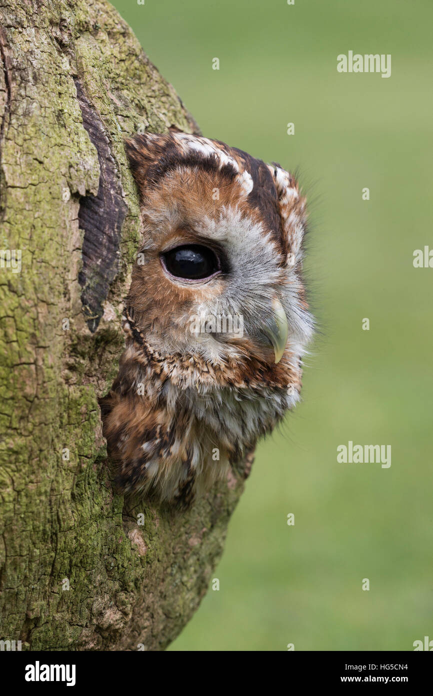 Allocco (Strix aluco), captive, Cumbria, England, Regno Unito Foto Stock