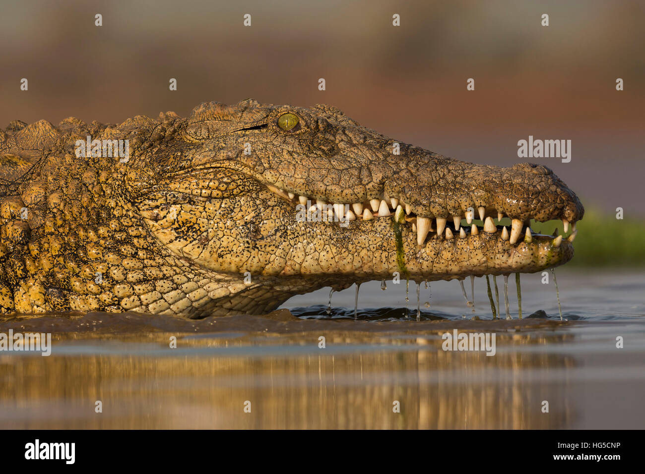 Coccodrillo del Nilo (Crocodylus niloticus), Zimanga Riserva Privata Timbavati Foto Stock