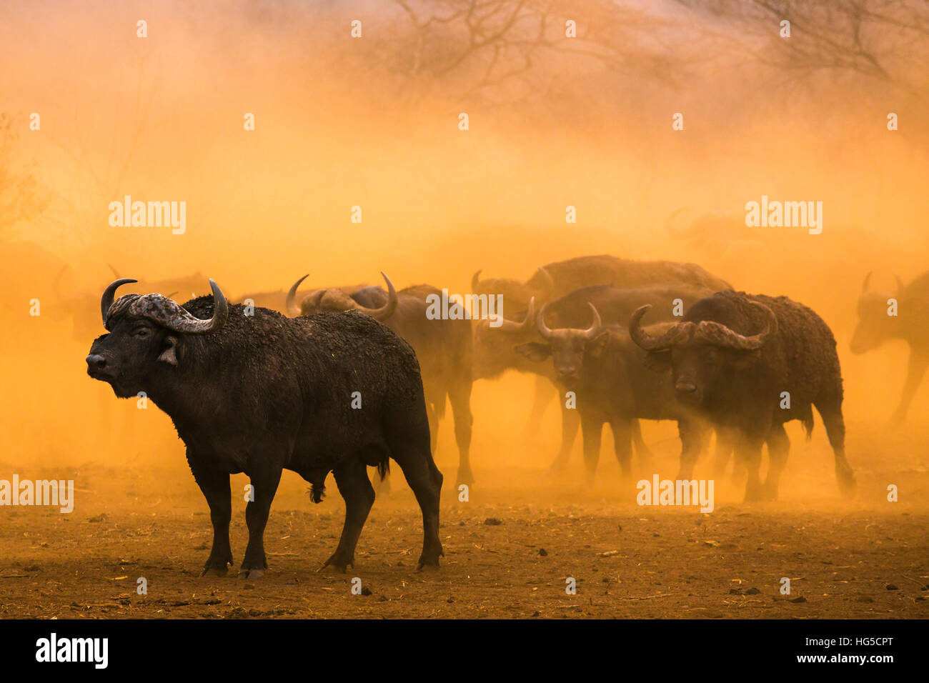 Bufali (Syncerus caffer) allevamento, Zimanga Riserva Privata Timbavati Foto Stock Bufali (Syncerus caffer) allevamento, Zimanga Riserva Privata Timbavati Foto Stock