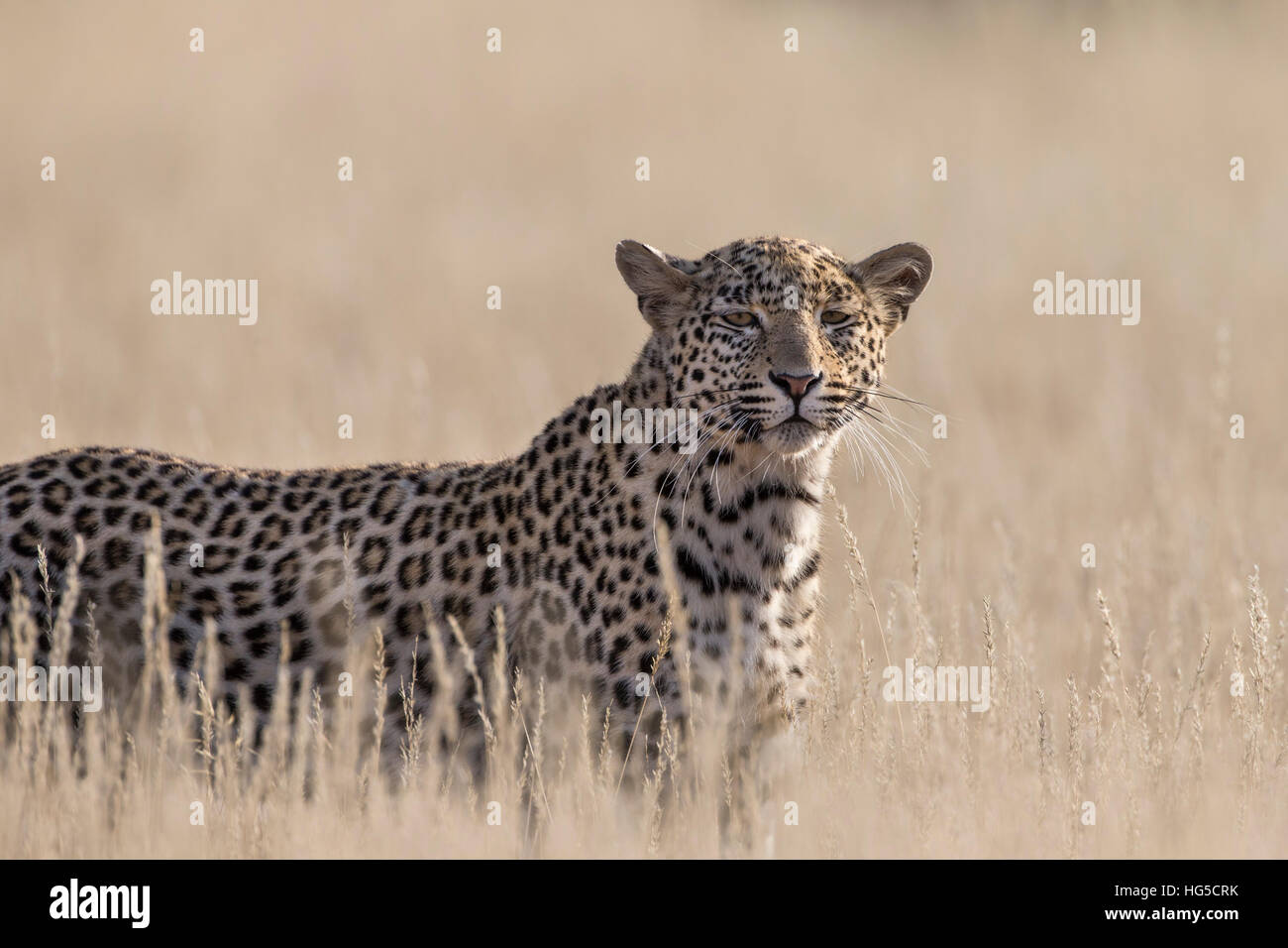 Leopard femmina (Panthera pardus), Kgalagadi Parco transfrontaliero Foto Stock