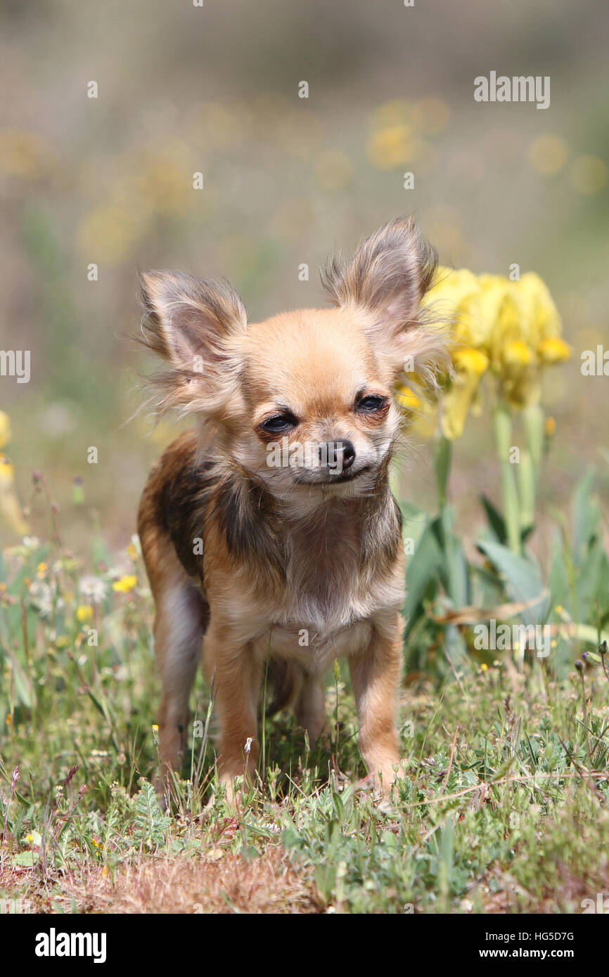 Cane Chihuahua cucciolo longhair in piedi Foto Stock