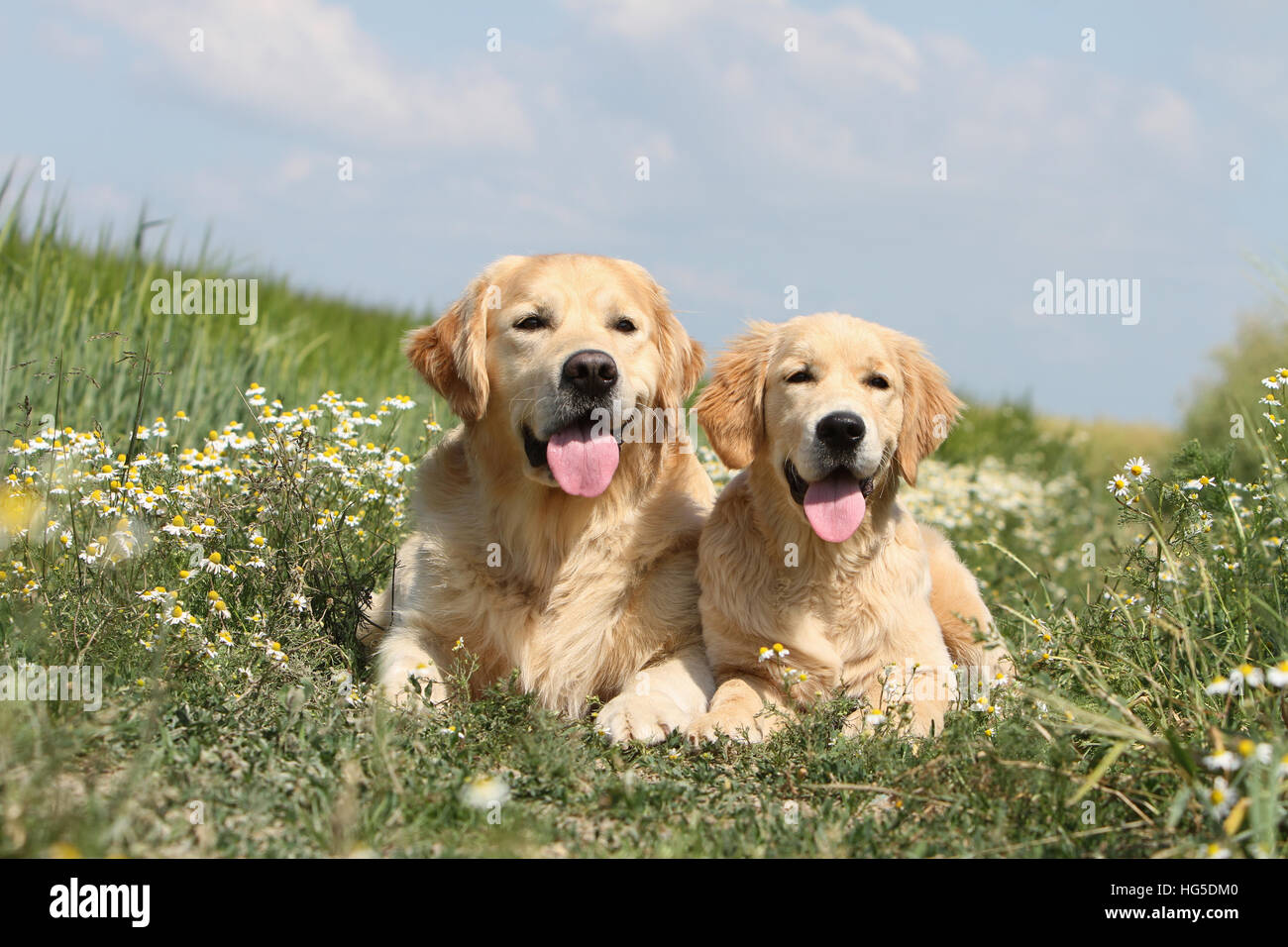 Cane Golden Retriever due adulti giacente a terra Foto Stock