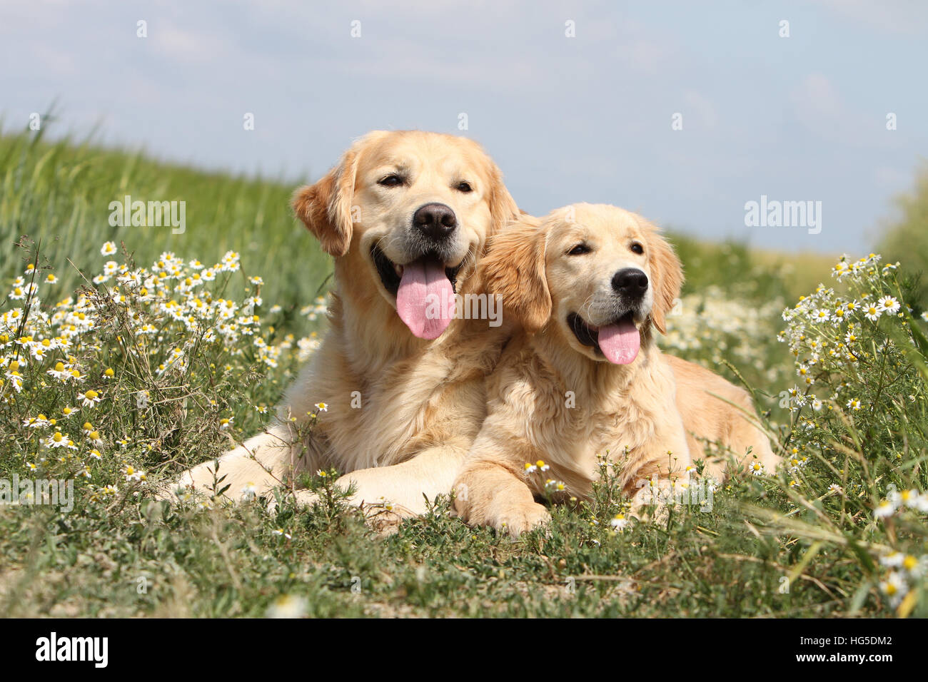Cane Golden Retriever due adulti giacente a terra Foto Stock