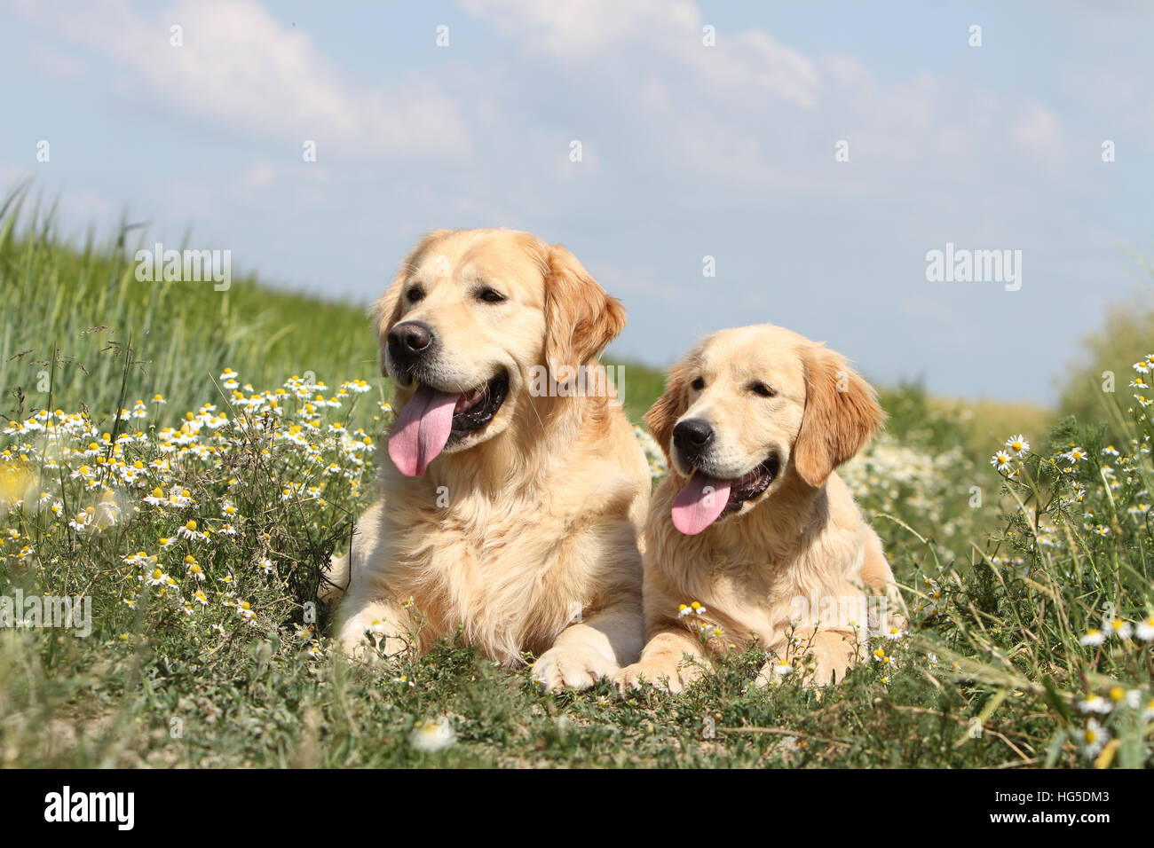 Cane Golden Retriever due adulti giacente a terra Foto Stock