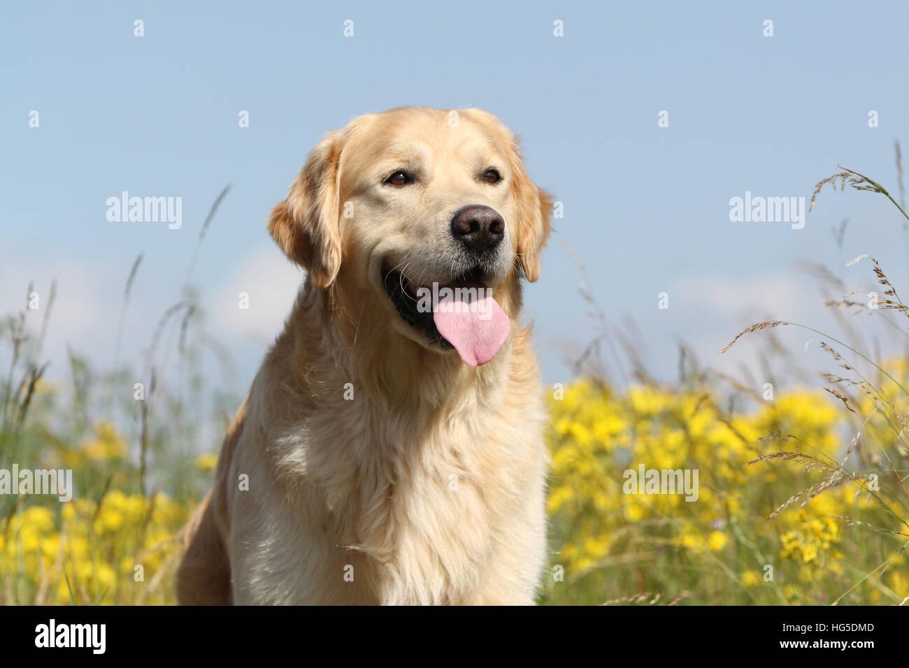 Cane golden retriever adulti / ritratto Foto Stock