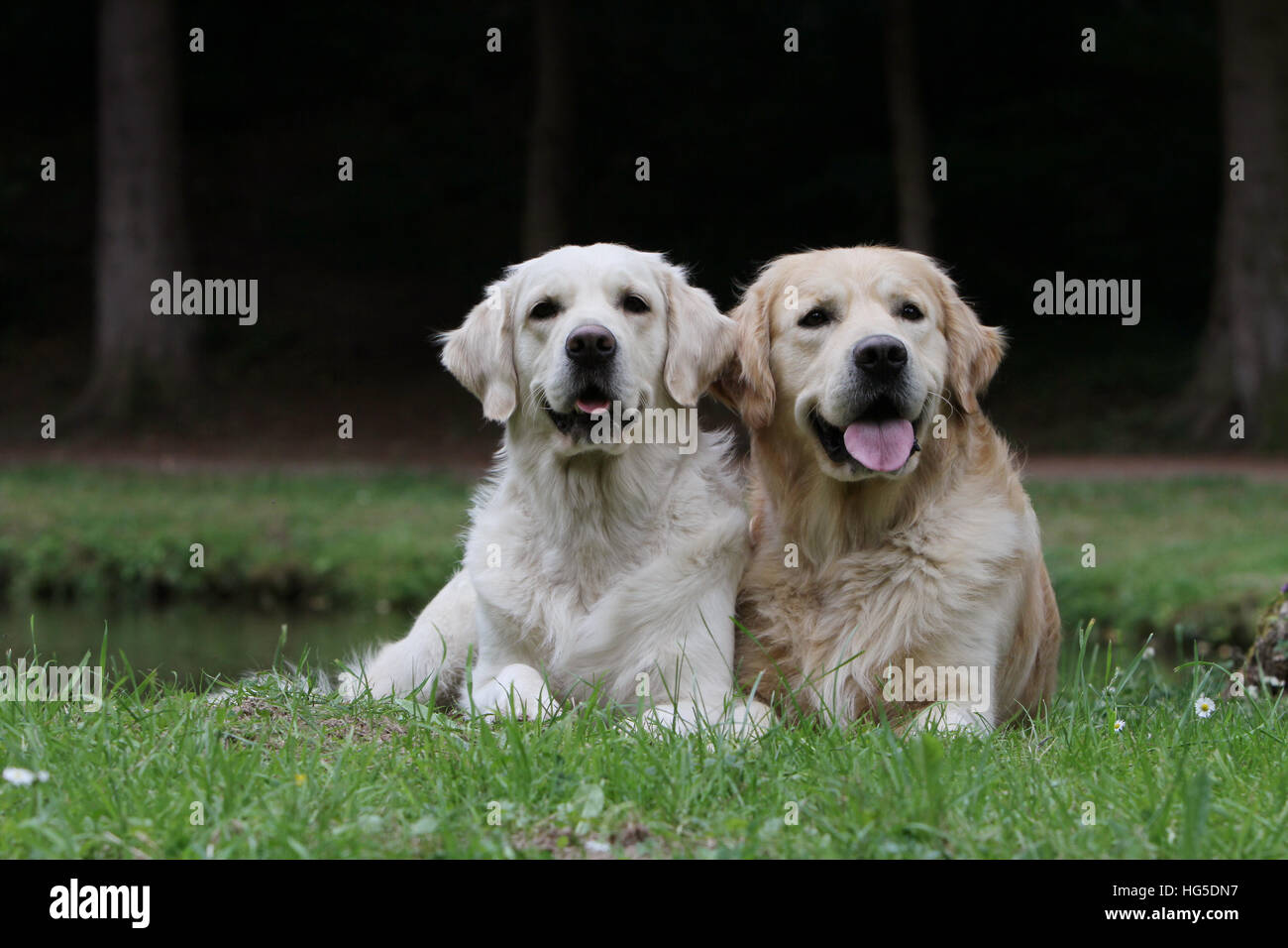 Cane Golden Retriever due adulti giacente a terra Foto Stock