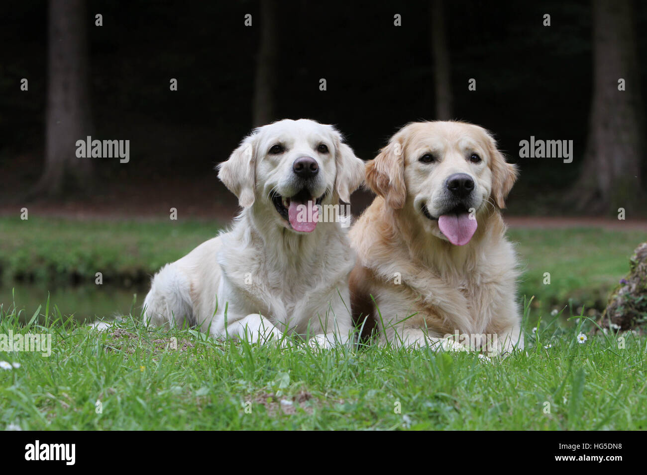 Cane Golden Retriever due adulti giacente a terra Foto Stock
