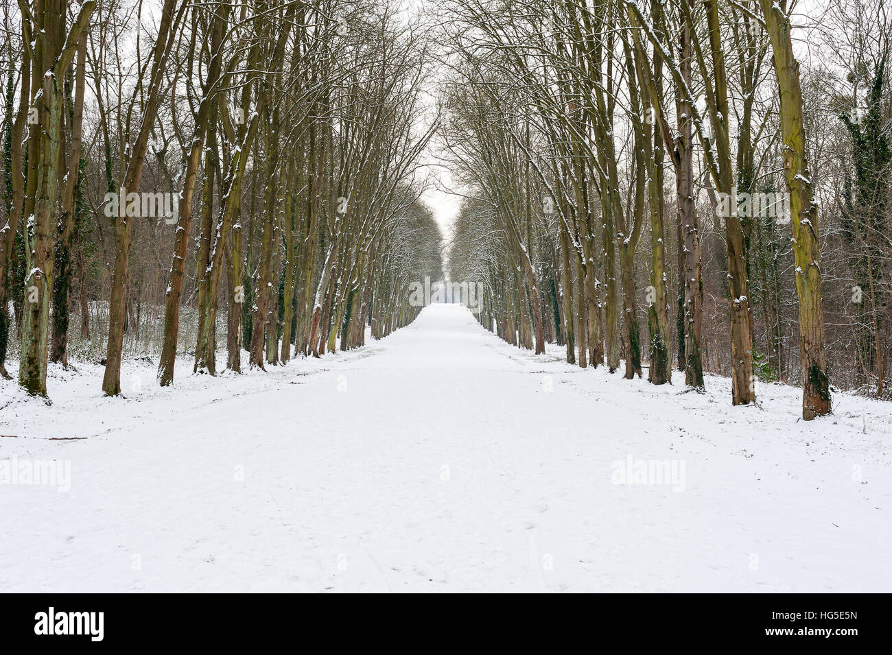 Strada vuota sotto la neve con albero di allineamento, Parc de Saint-Cloud, Parigi, Francia Foto Stock
