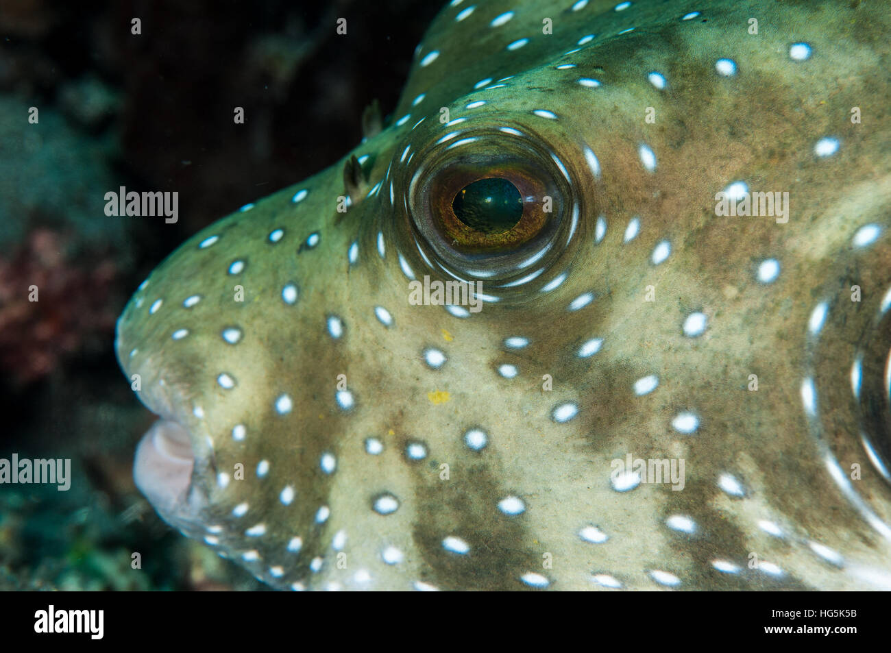 White-spotted puffer (Arothron hispidus) a Bali, in Indonesia Foto Stock