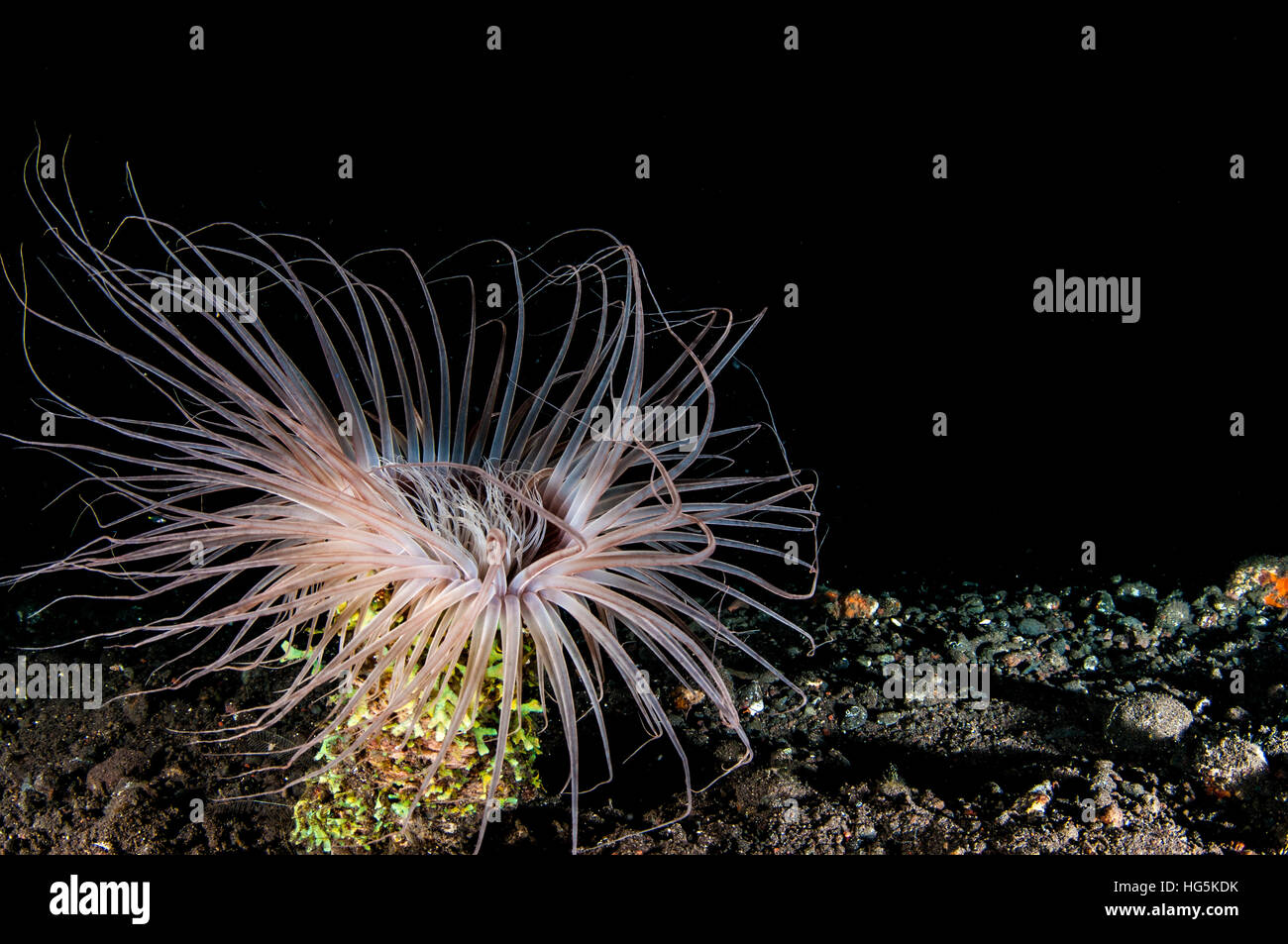 Tubo di fiori (Anemone Cerianthus filiformis), Bali, Indonesia Foto Stock