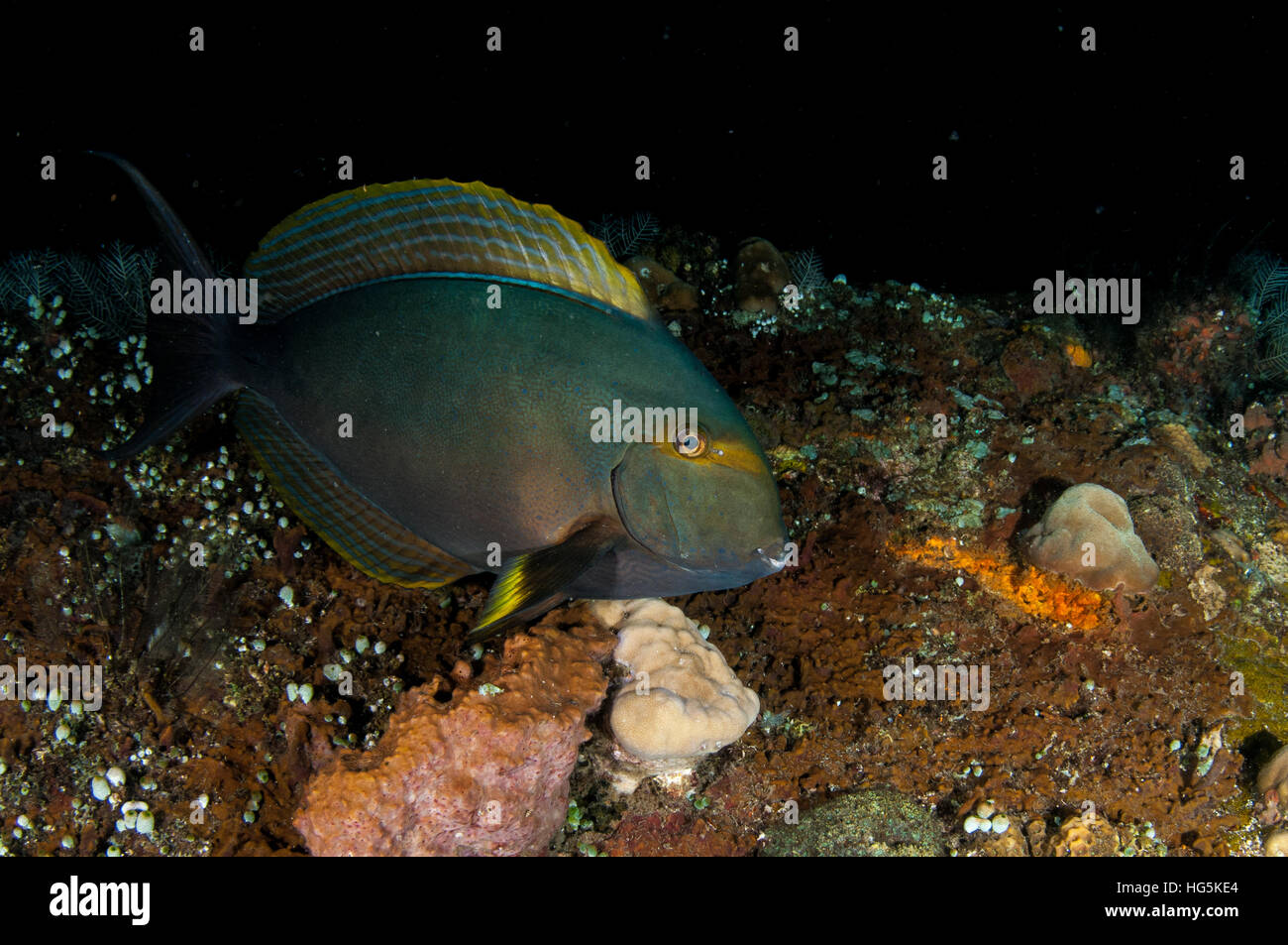 Eyestripe surgeonfish (Acanthurus dussumieri) a Bali, in Indonesia Foto Stock