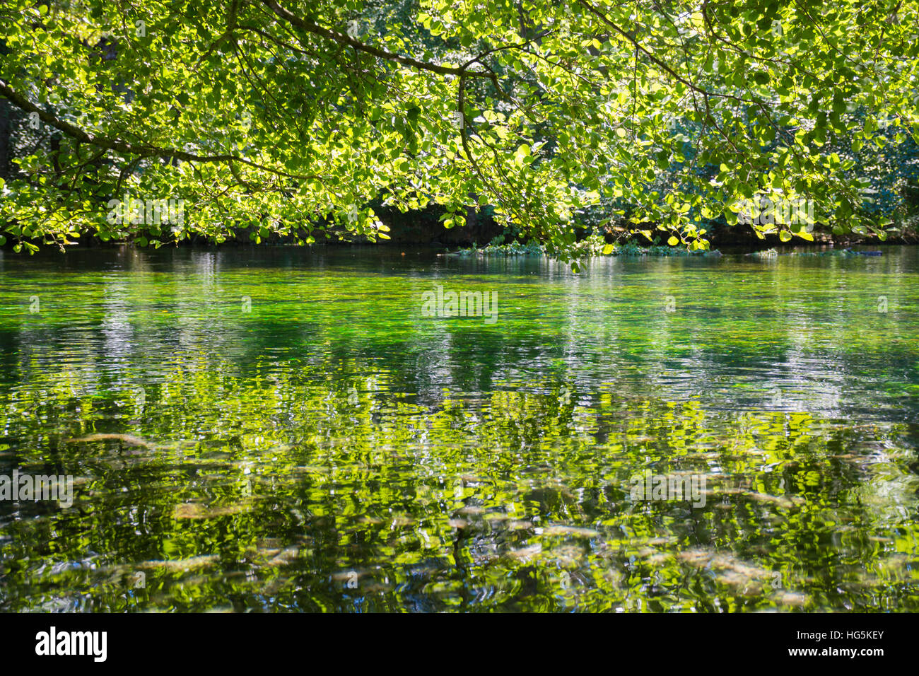 Verde smeraldo del fiume che scorre acqua con seawead, fiume Sourge, Fontaine-de-Vaucluse Provence, Francia Foto Stock