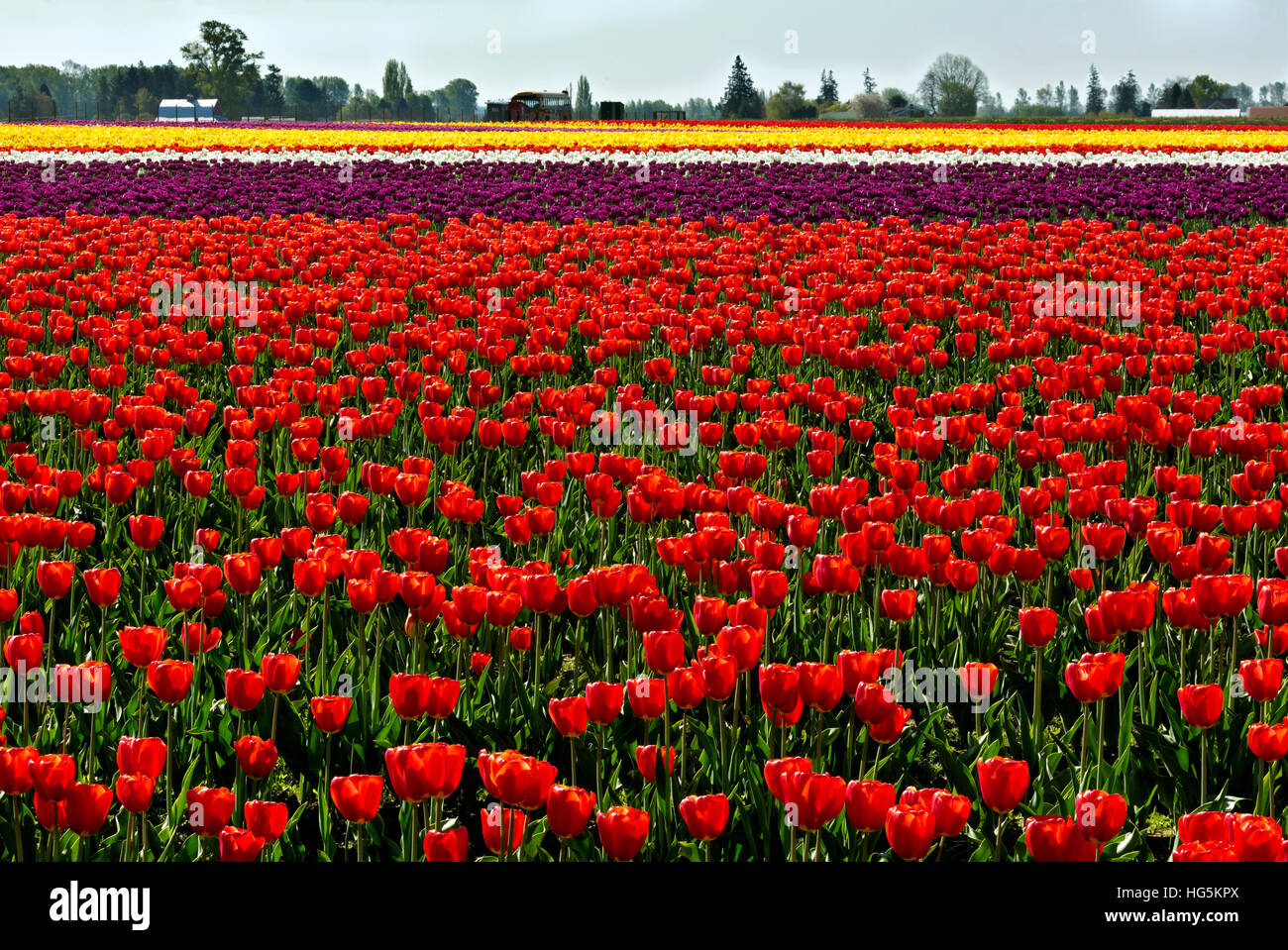 WA13071-00...WASHINGTON - colorata in campo di tulipani fioriture sulla lampadina RoozenGaarde Agriturismo vicino a Mount Vernon. Foto Stock