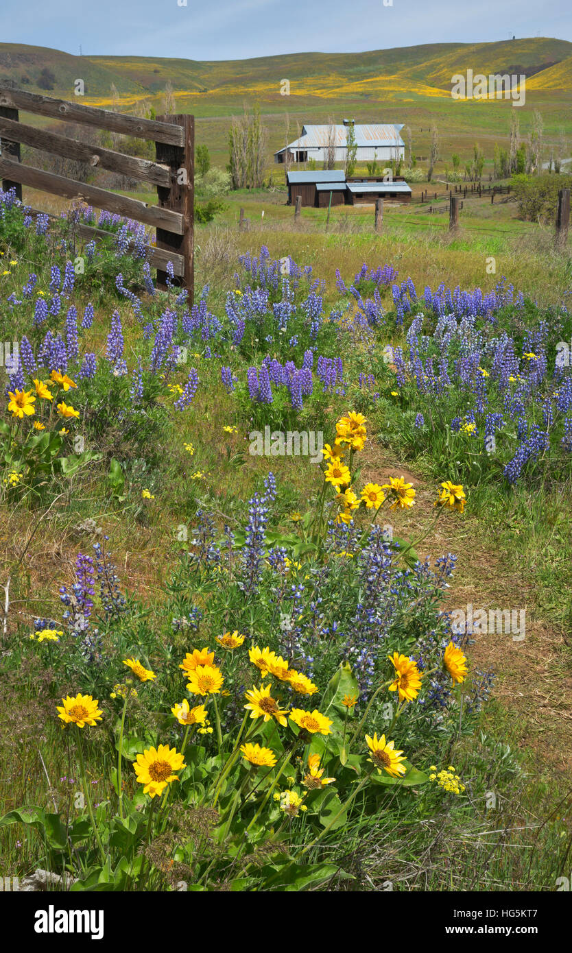 WASHINGTON - un cancello aperto nel lupino balsamroot e coperto prato in dalles Mountain Ranch in Columbia Hills State Park. Foto Stock