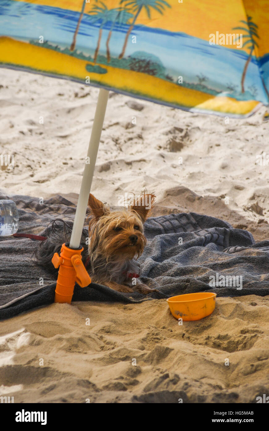 Un cane è in riposo sotto un ombrellone in spiaggia. Foto Stock