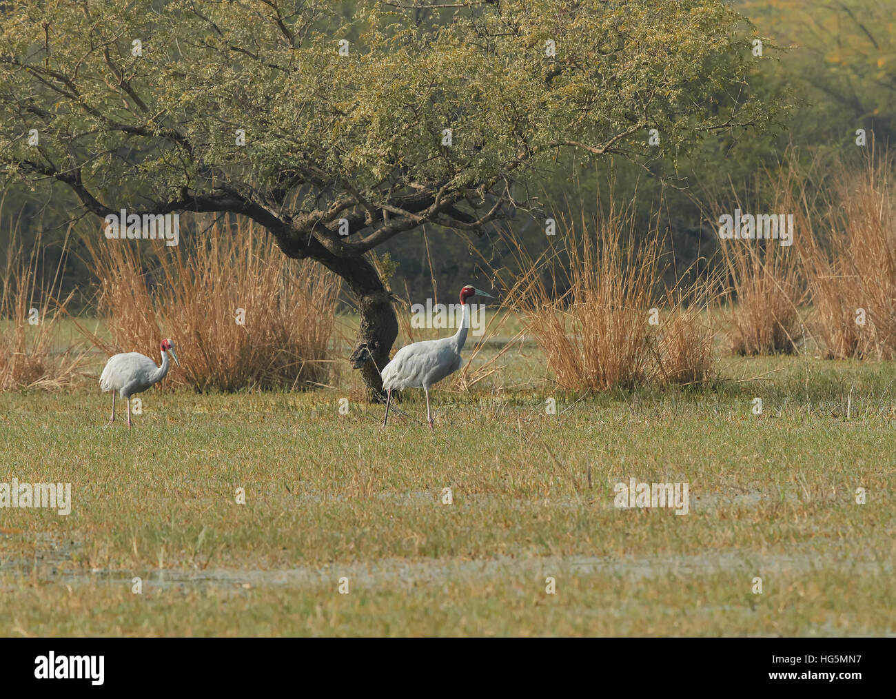 Bella coppia di gru Sarus ( Grus antigone ) al Parco Nazionale di Keoladeo o Keoladeo Ghana Parco Nazionale Foto Stock