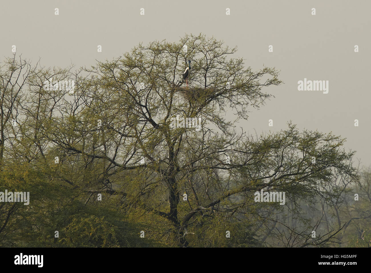 Collo Nero nido di cicogna in un grande albero, Keoladeo Ghana National Park, Rajasthan, India Foto Stock