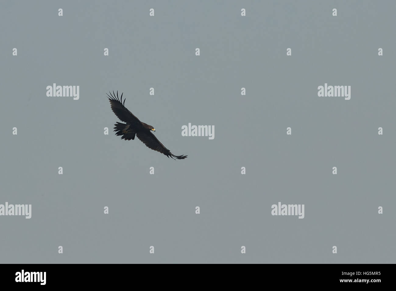 Black Eagle volare sotto la luce diretta del sole Foto Stock