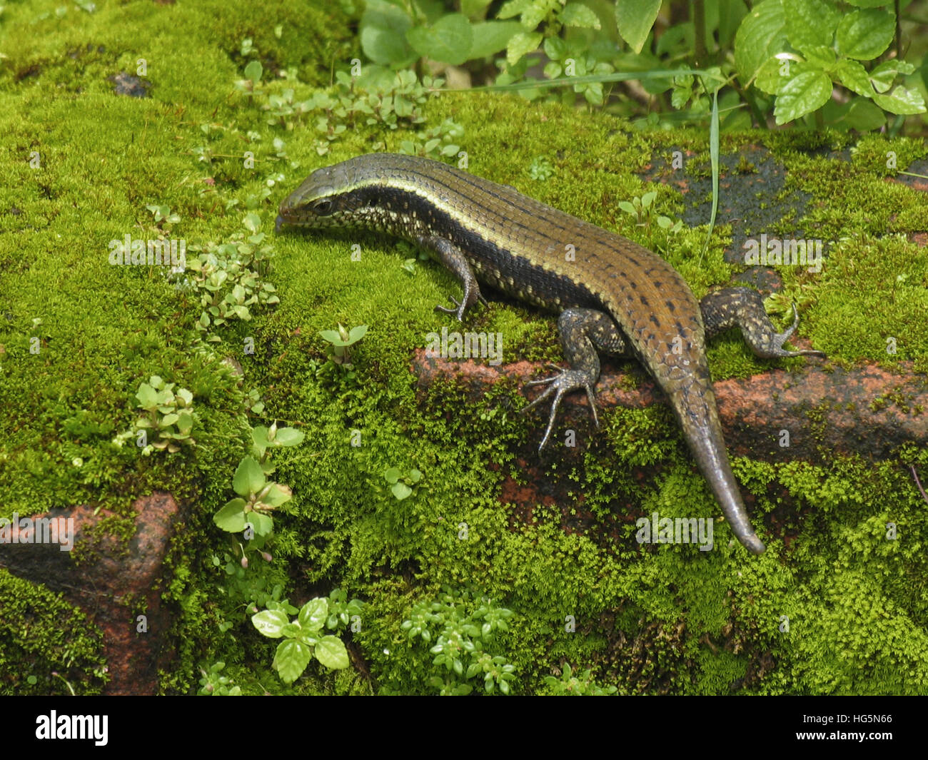 Eutropis carinata - Comune Skink Kerala, India Foto Stock