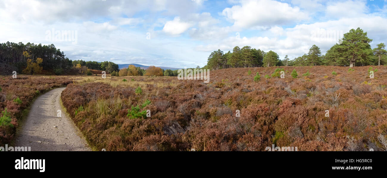 Una corsa su sentiero attraverso la foresta di Abernethy nel Parco Nazionale di Cairngorms Foto Stock