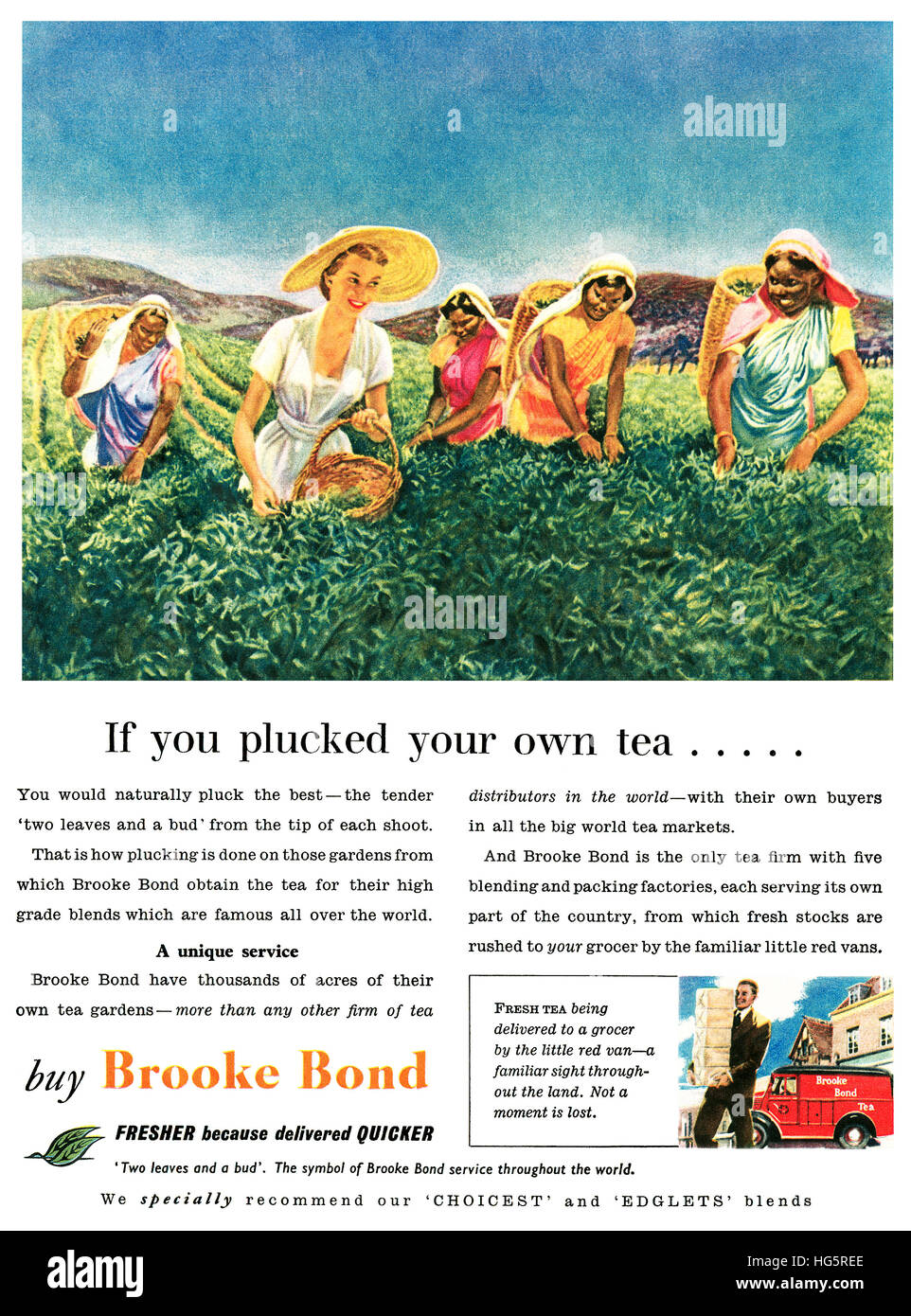 1953 British pubblicità per Brooke Bond Tea Foto Stock