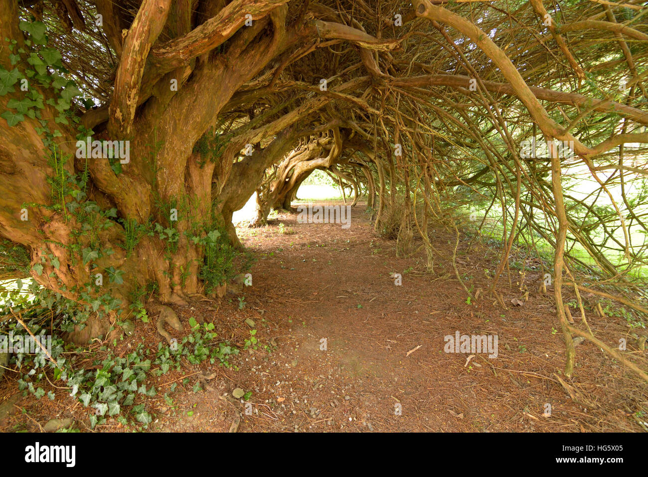 Giardini Aberglasney Yew Tunnel Foto Stock