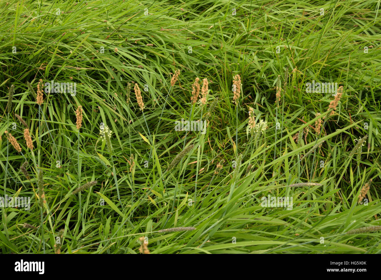 Palude di Erba di coda di volpe, Alopecurus geniculatus Foto Stock