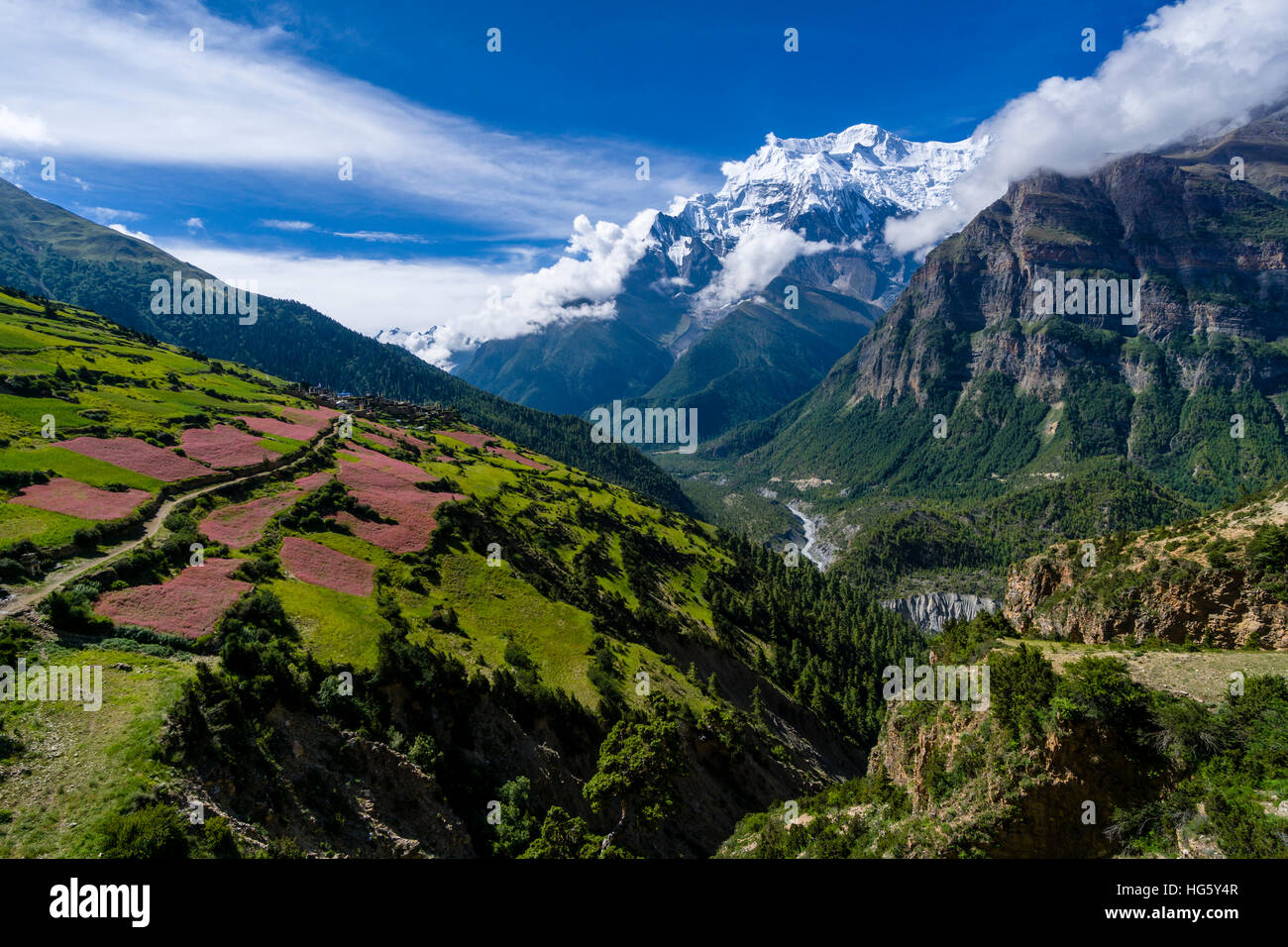 Il paesaggio agricolo con rosa di campi di grano saraceno in fiore, Superiore Marsyangdi valley, nevato mountain Annapurna 2, Ghyaru Foto Stock