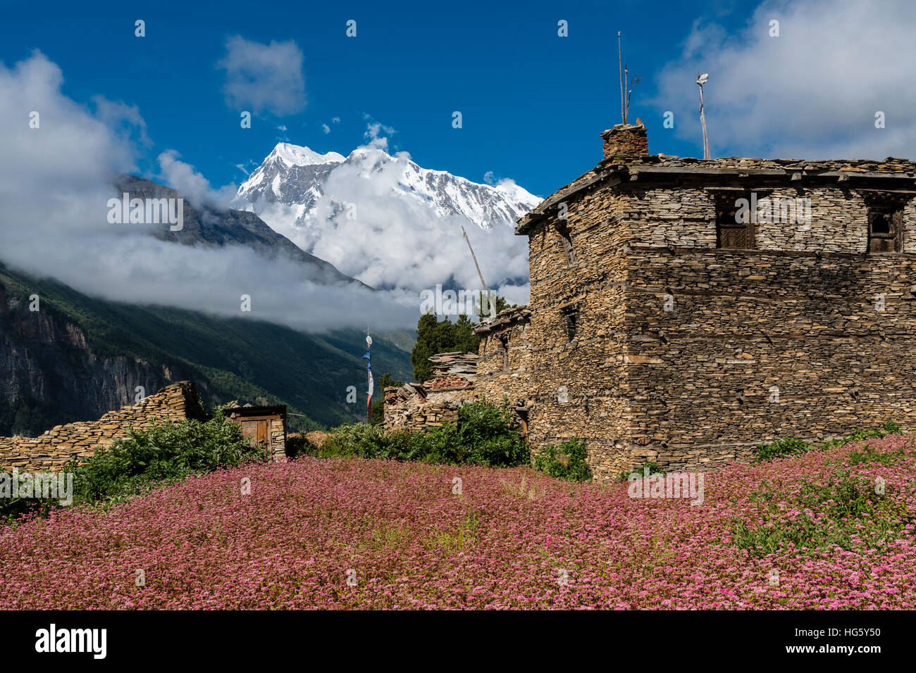 Agriturismo con rosa di campi di grano saraceno in fiore, Superiore Marsyangdi valley, montagna Annapurna 3 in distanza, Ghyaru Foto Stock