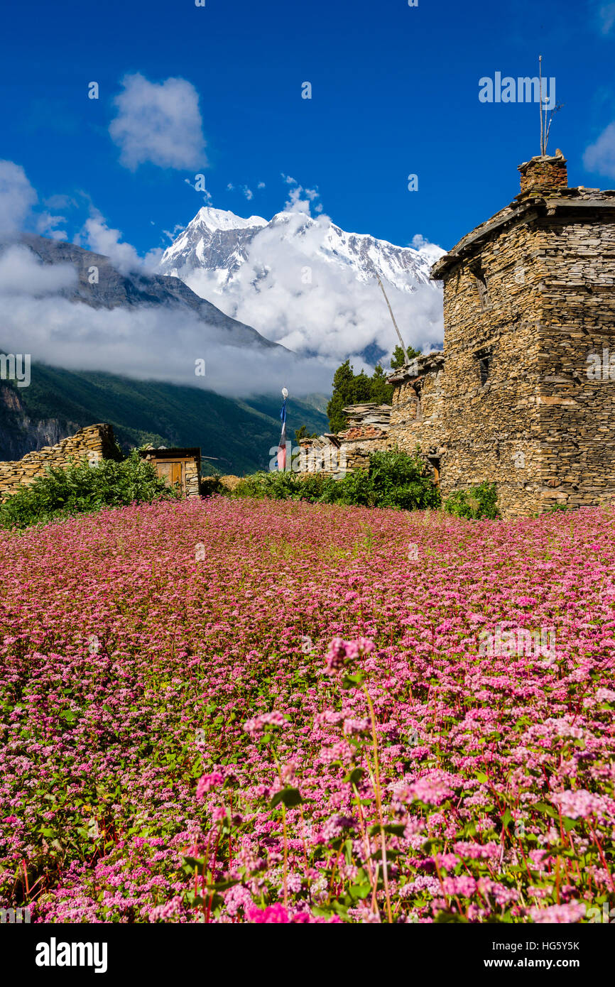 Agriturismo con rosa di campi di grano saraceno in fiore, Superiore Marsyangdi valley, montagna Annapurna 3 in distanza, Ghyaru Foto Stock