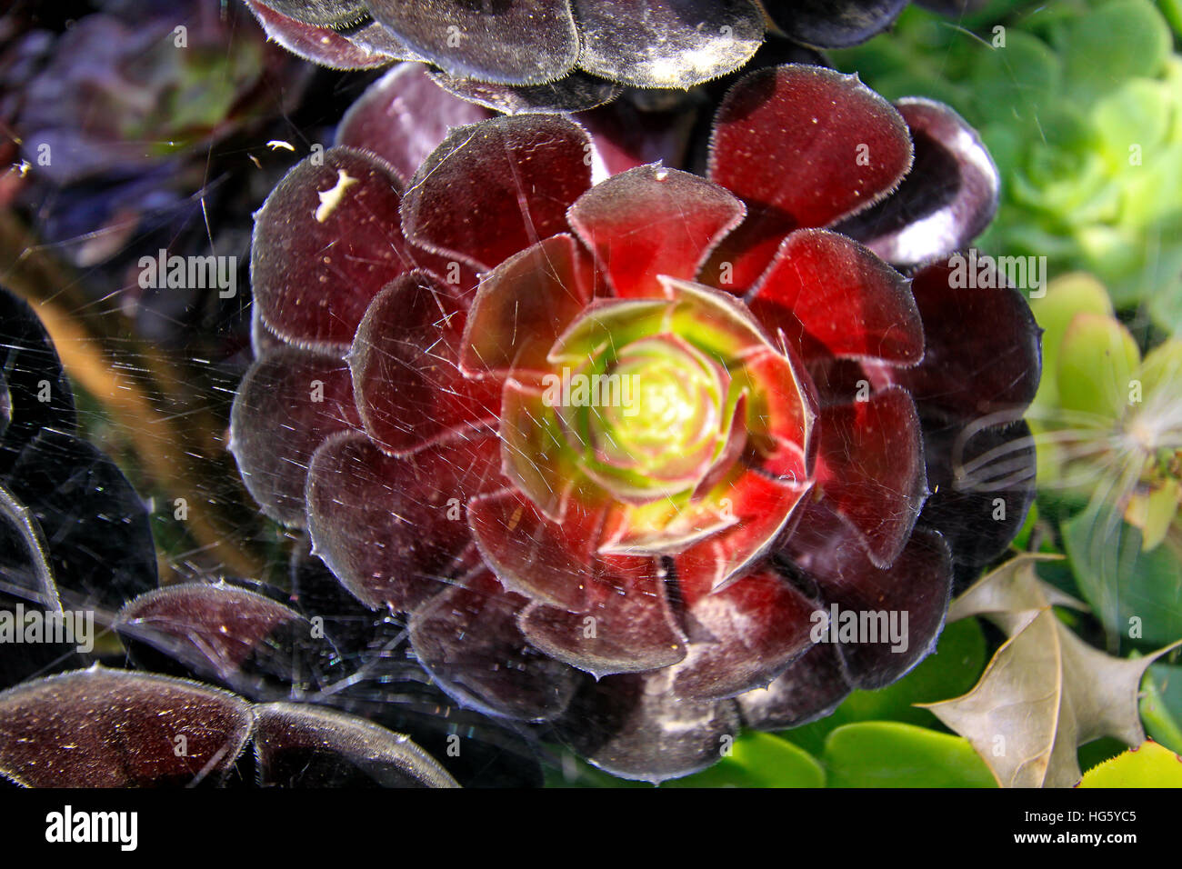 Dettaglio macro primo piano Aeonium Arboreum Black Rose Flower. Larnach Castle, Giardino Botanico Vittoriano, Penisola di Otago, nuova Zelanda Foto Stock