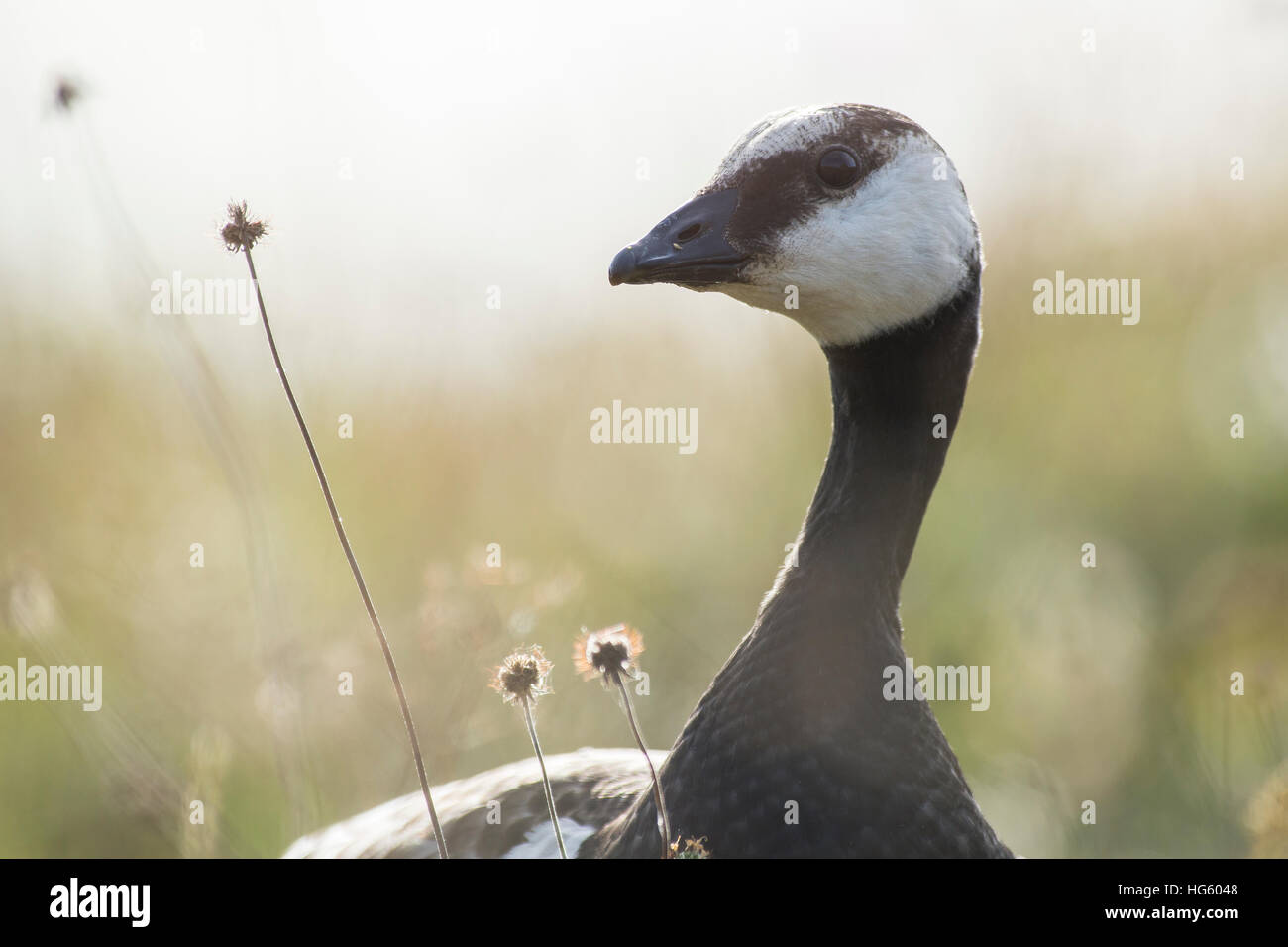 Oca facciabianca Foto Stock