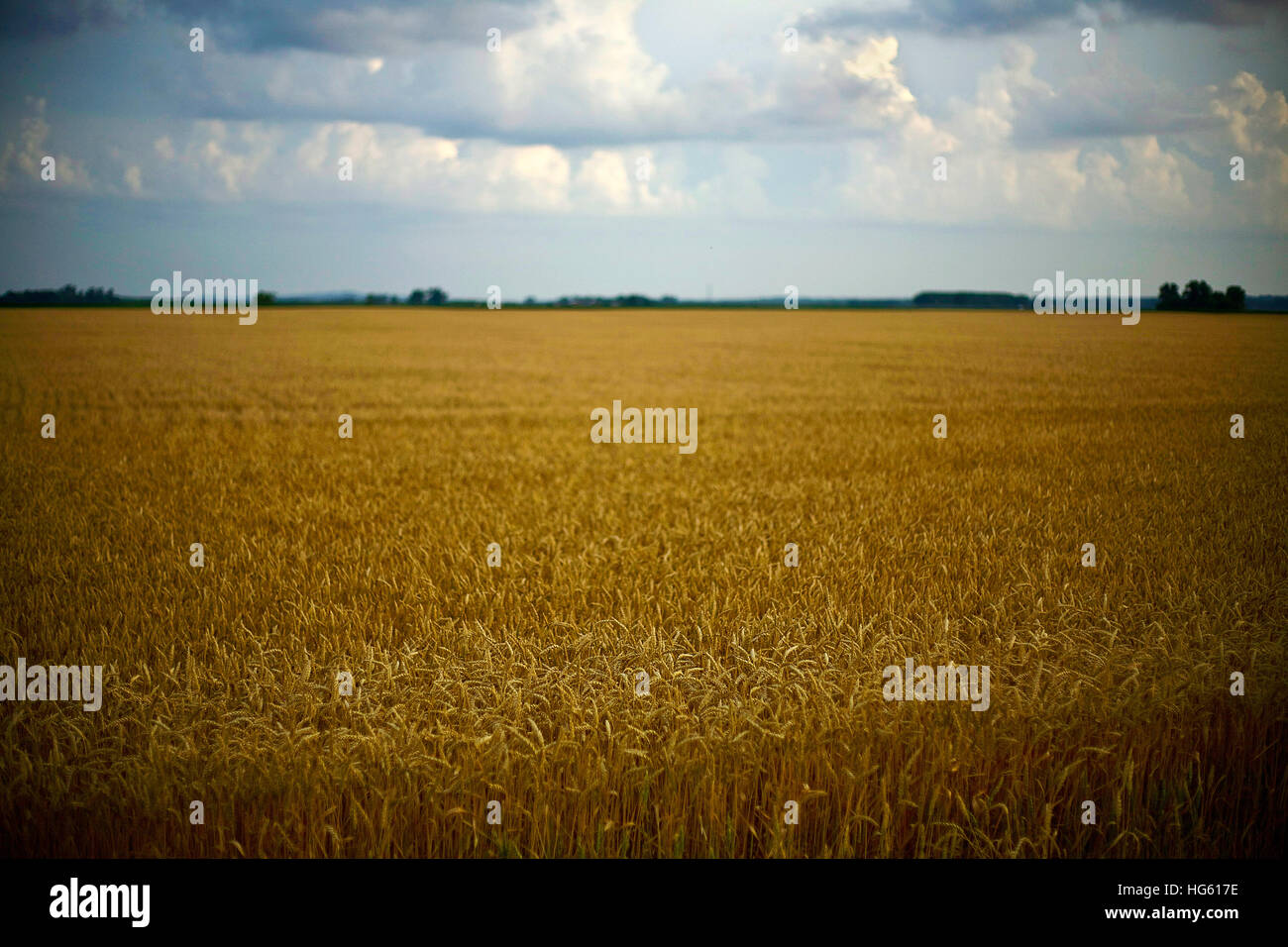 La Midwest Usa campo di grano farm Foto Stock