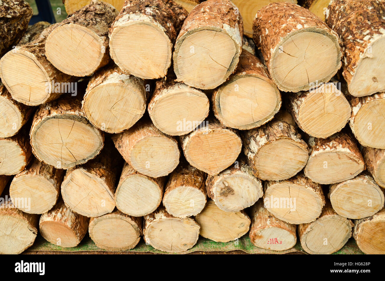 Tanaka legno usato per il tradizionale faccia naturale polvere del Myanmar Foto Stock