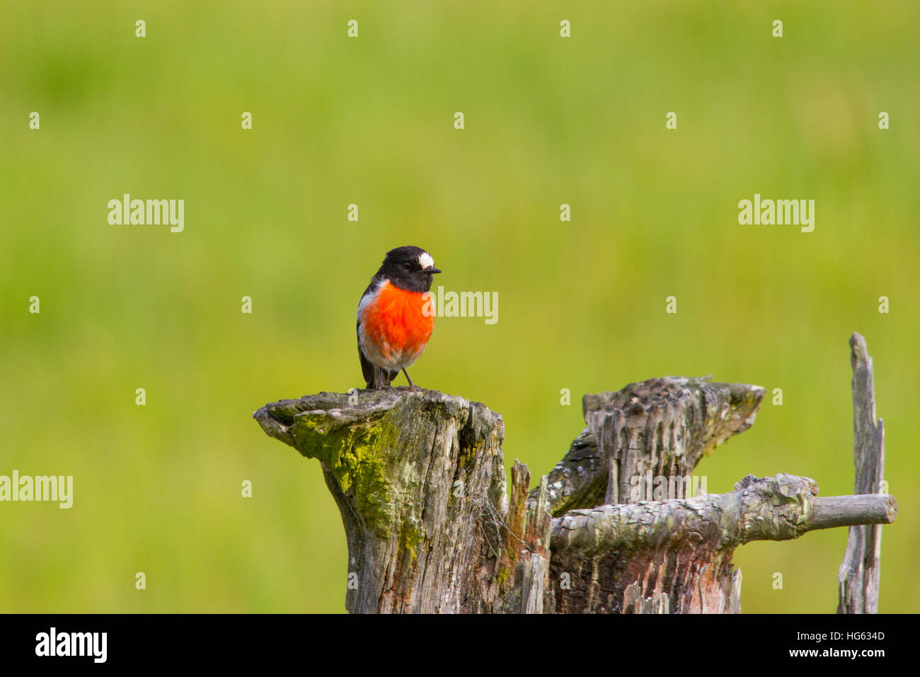 Scarlet robin (petroica boodang) la caccia da un moncone Foto Stock