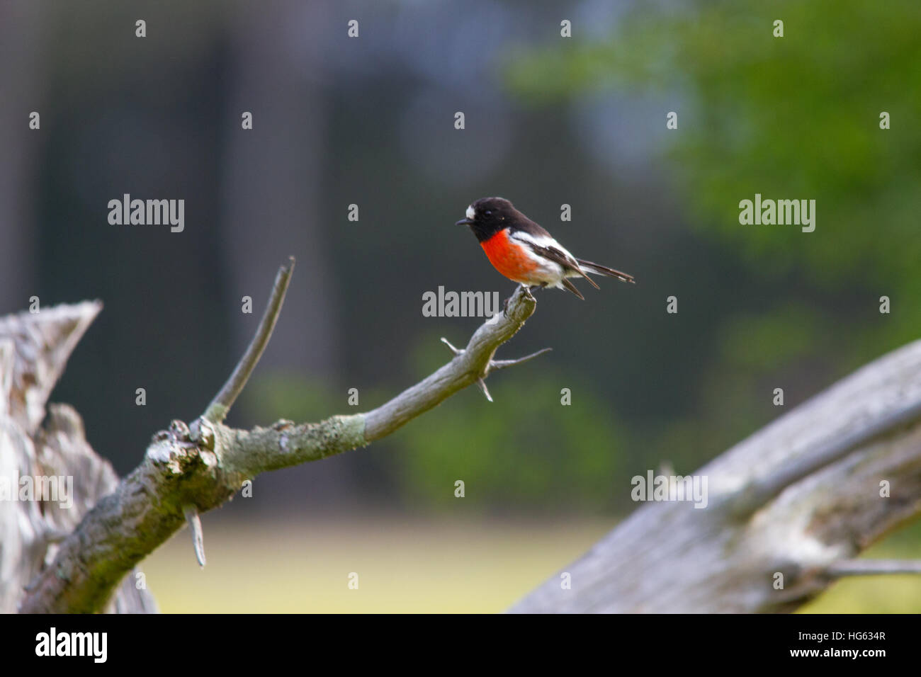 Scarlet Robin (Petroica boodang) a caccia da un ceppo Foto Stock