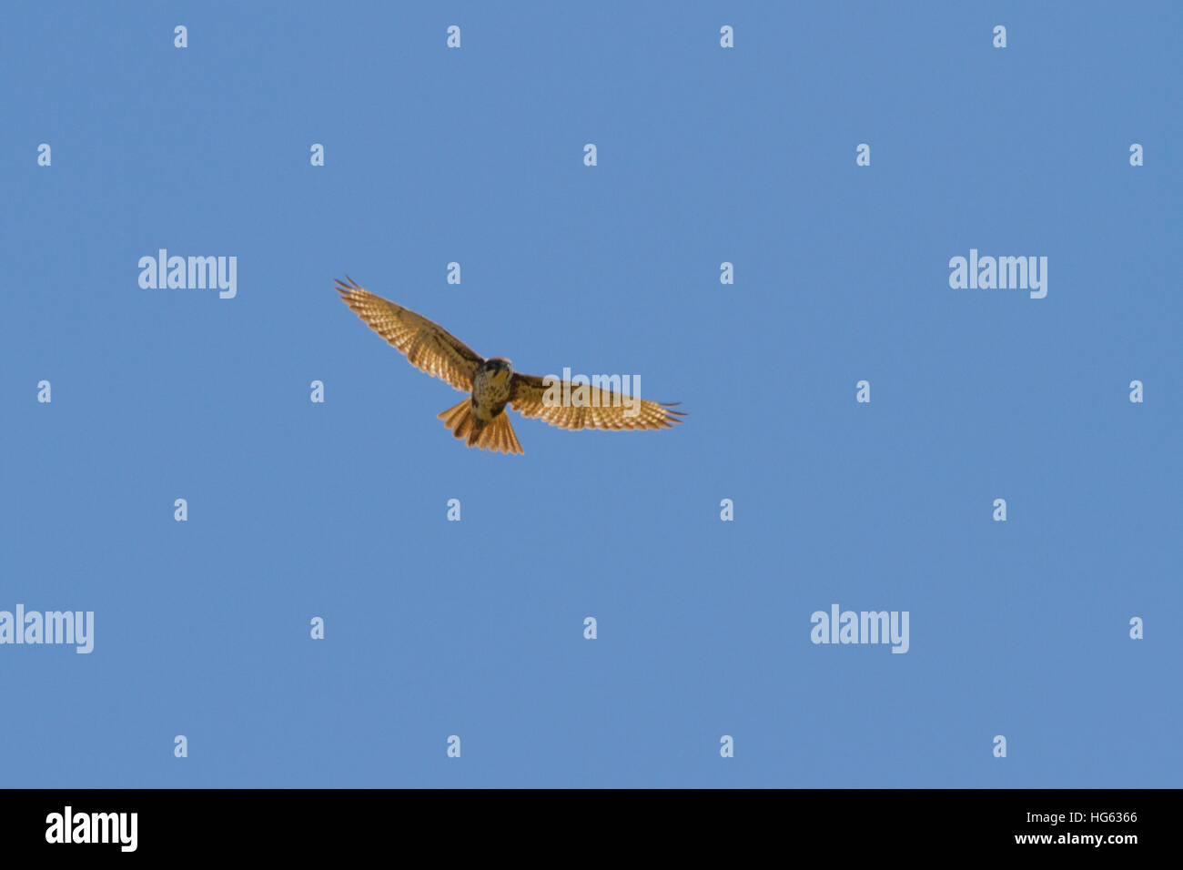 Brown falcon (falco berigora) soaring Foto Stock