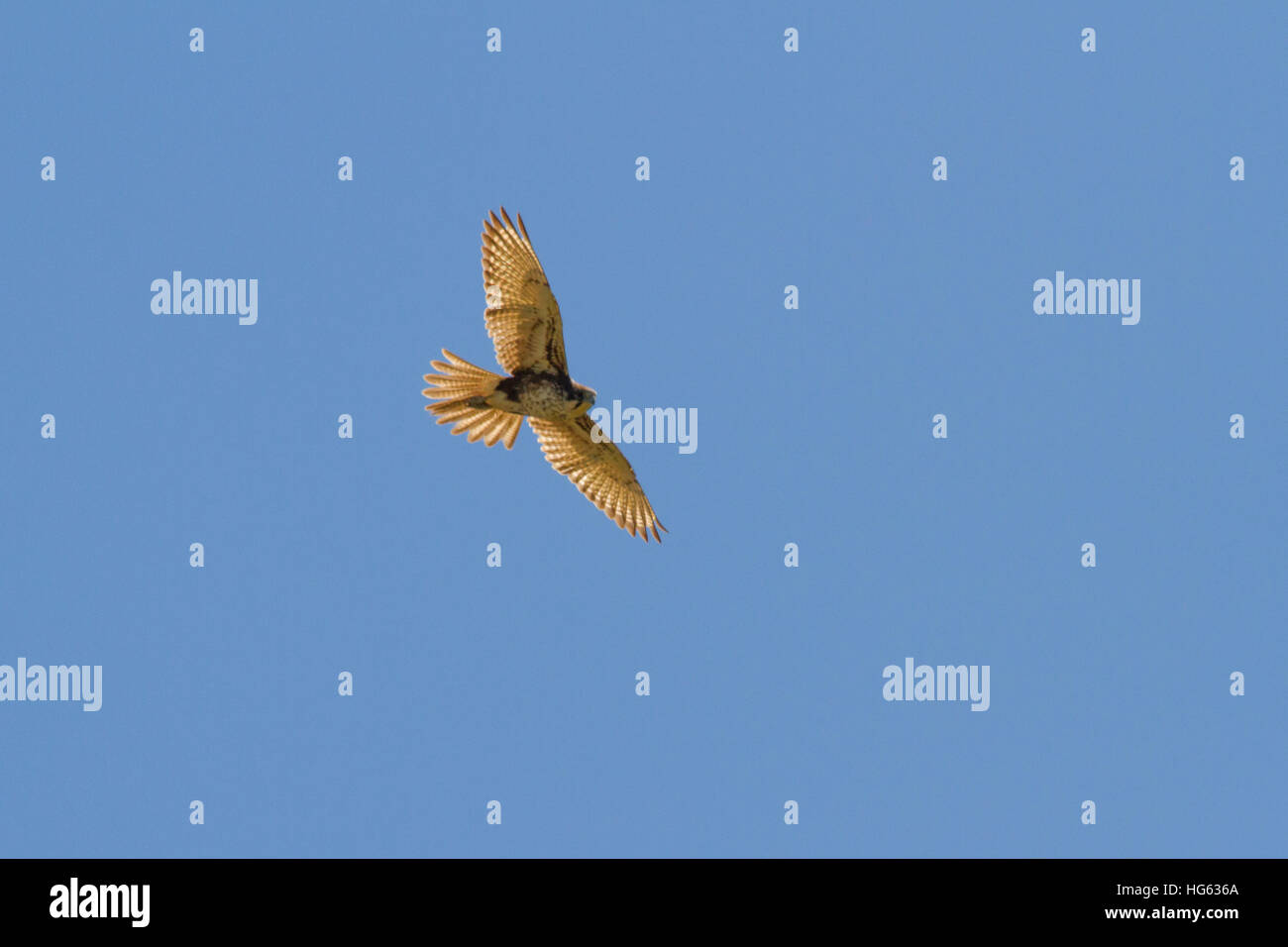 Brown falcon (falco berigora) soaring Foto Stock