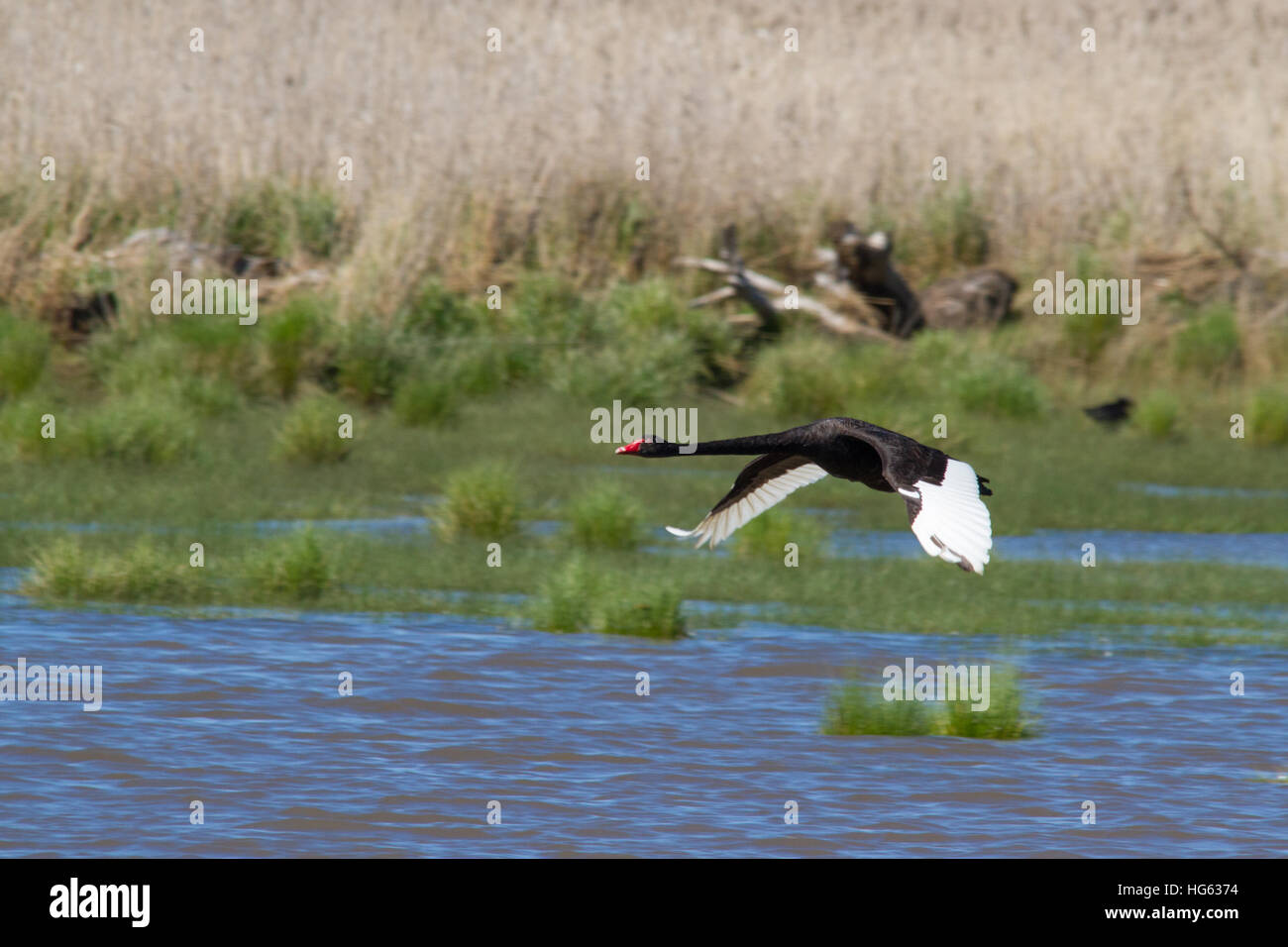 Black Swan (cygnus atratus) in volo Foto Stock