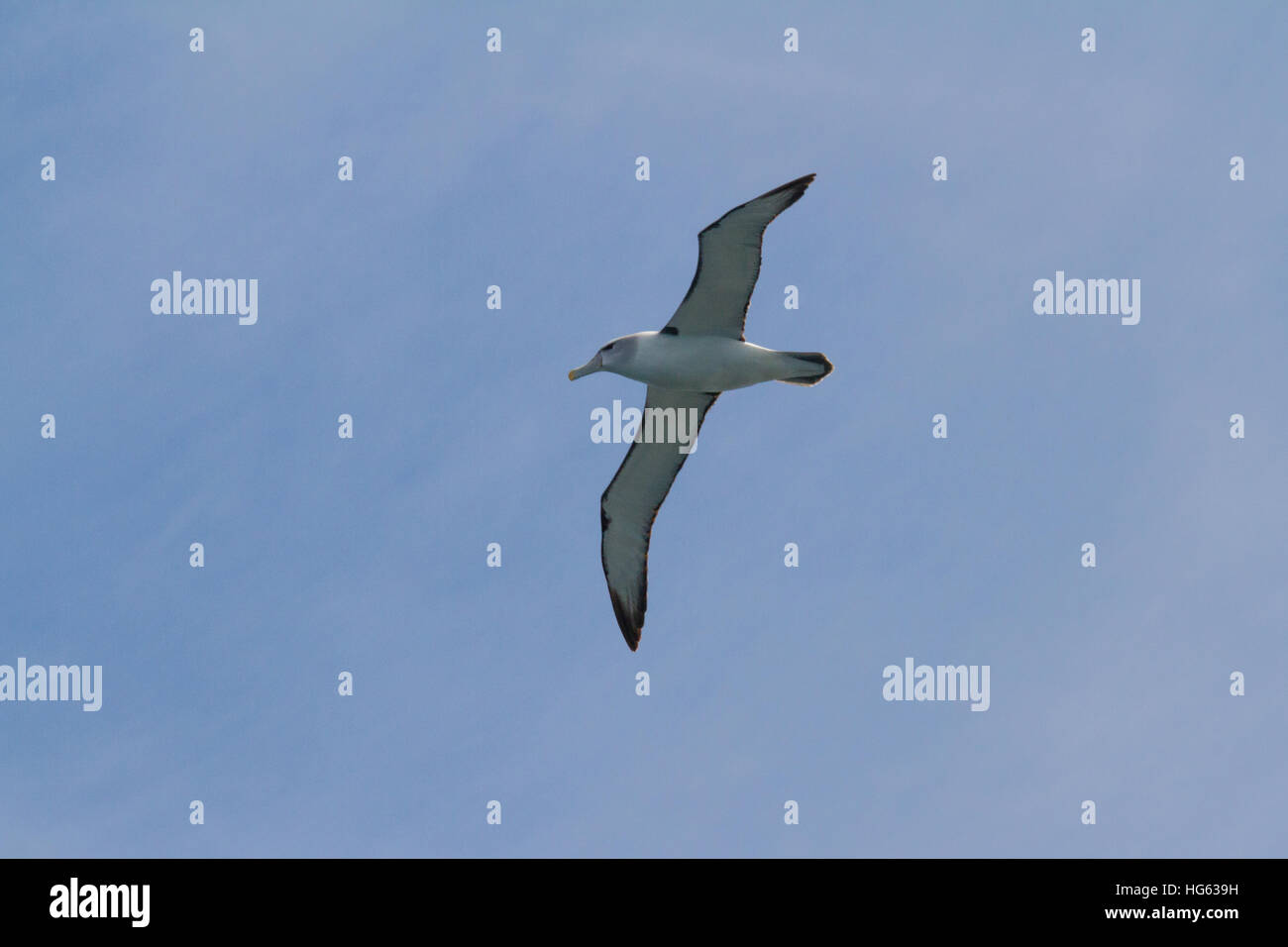 Timido albatross o timido mollymawk (thalassarche cauta) Vista parte inferiore in volo Foto Stock