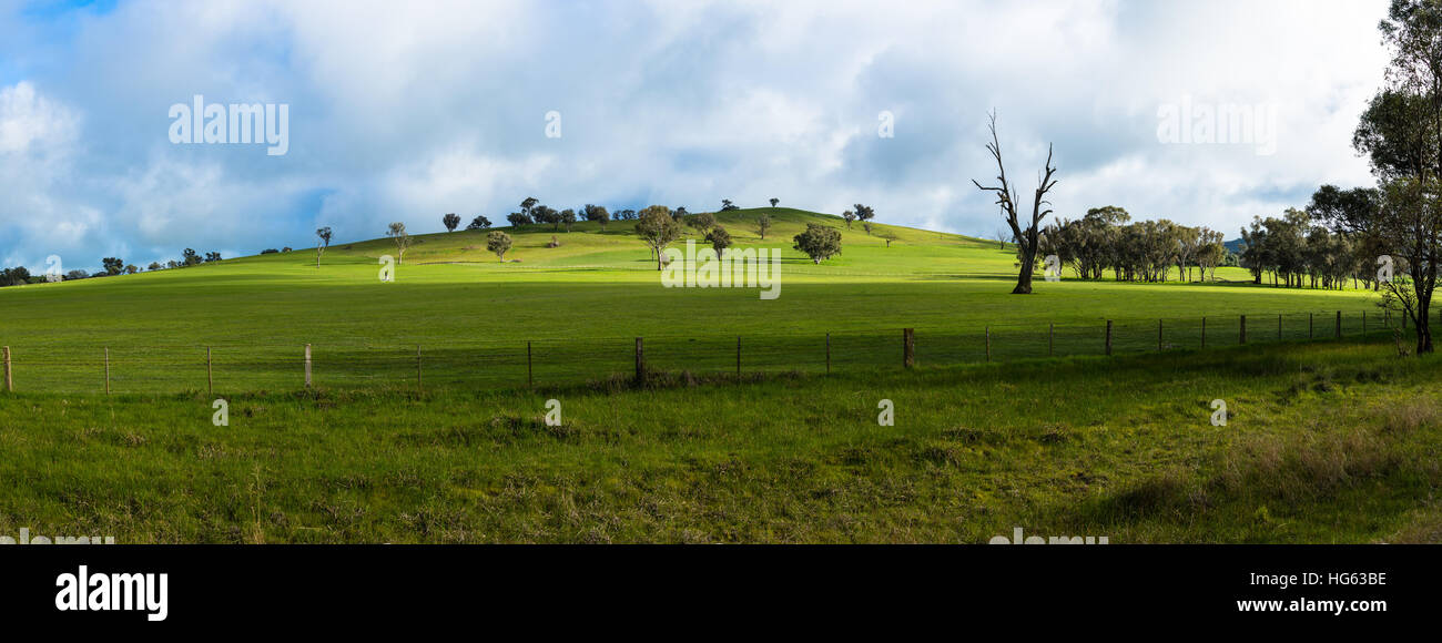 Campo verde in inverno Foto Stock