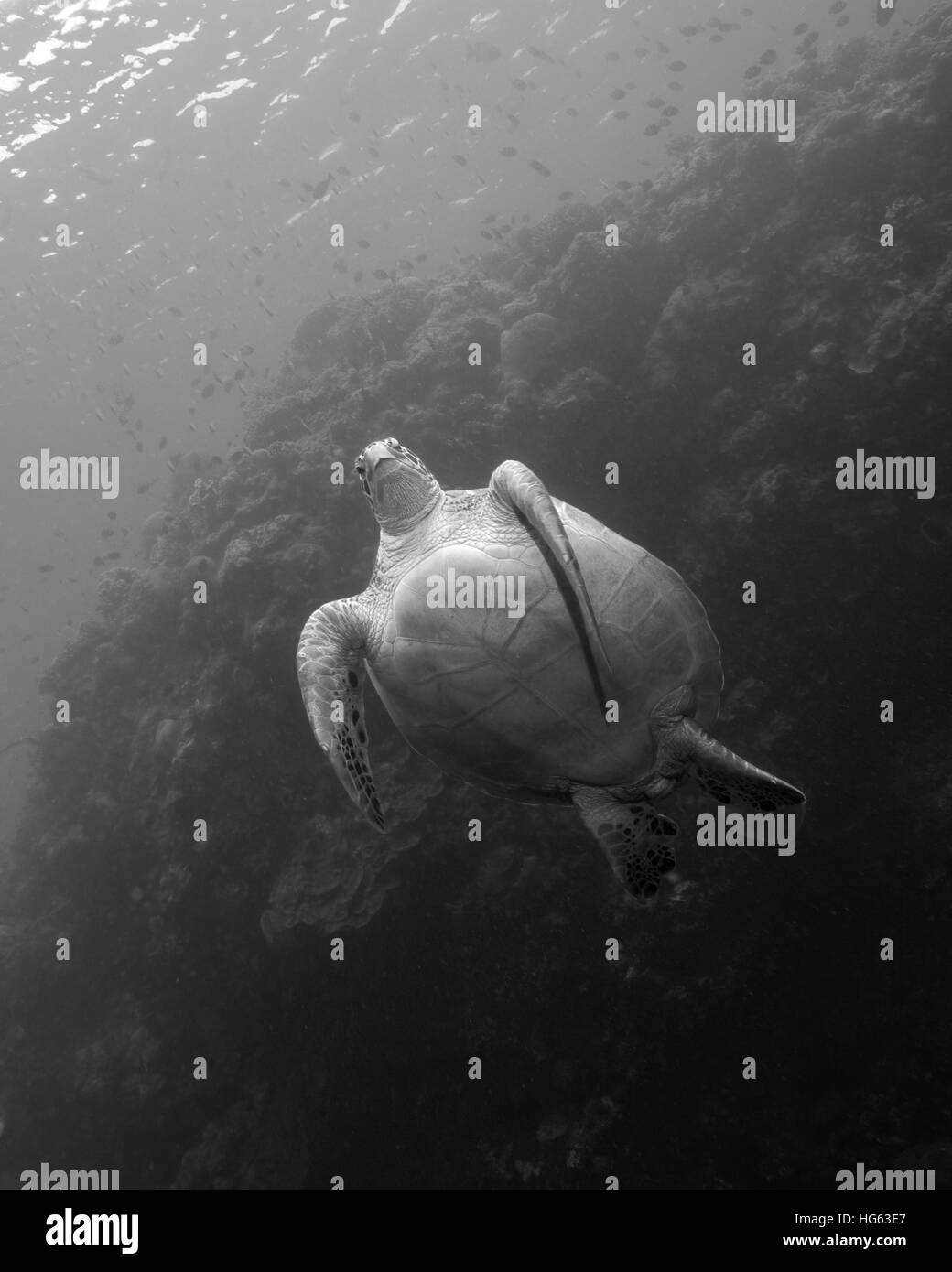 Una tartaruga verde presso il parco marino di Bunaken in Indonesia. Foto Stock