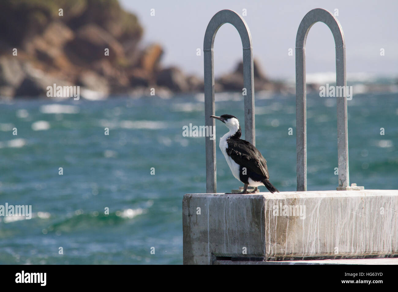 Nero-di fronte cormorano (Phalacrocorax fuscescens) arroccato su una parete del mare Foto Stock